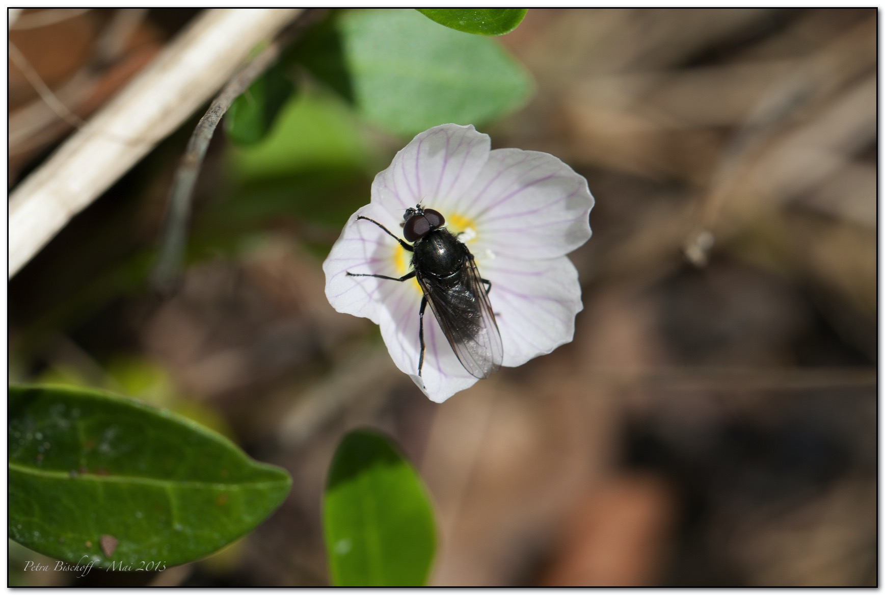 &copy; Petra Bischoff