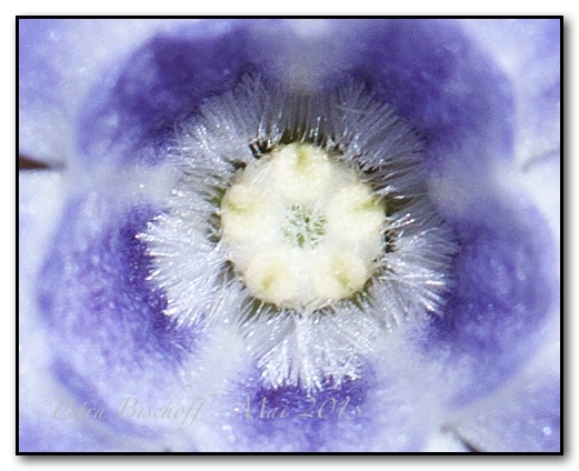 &copy; Petra Bischoff