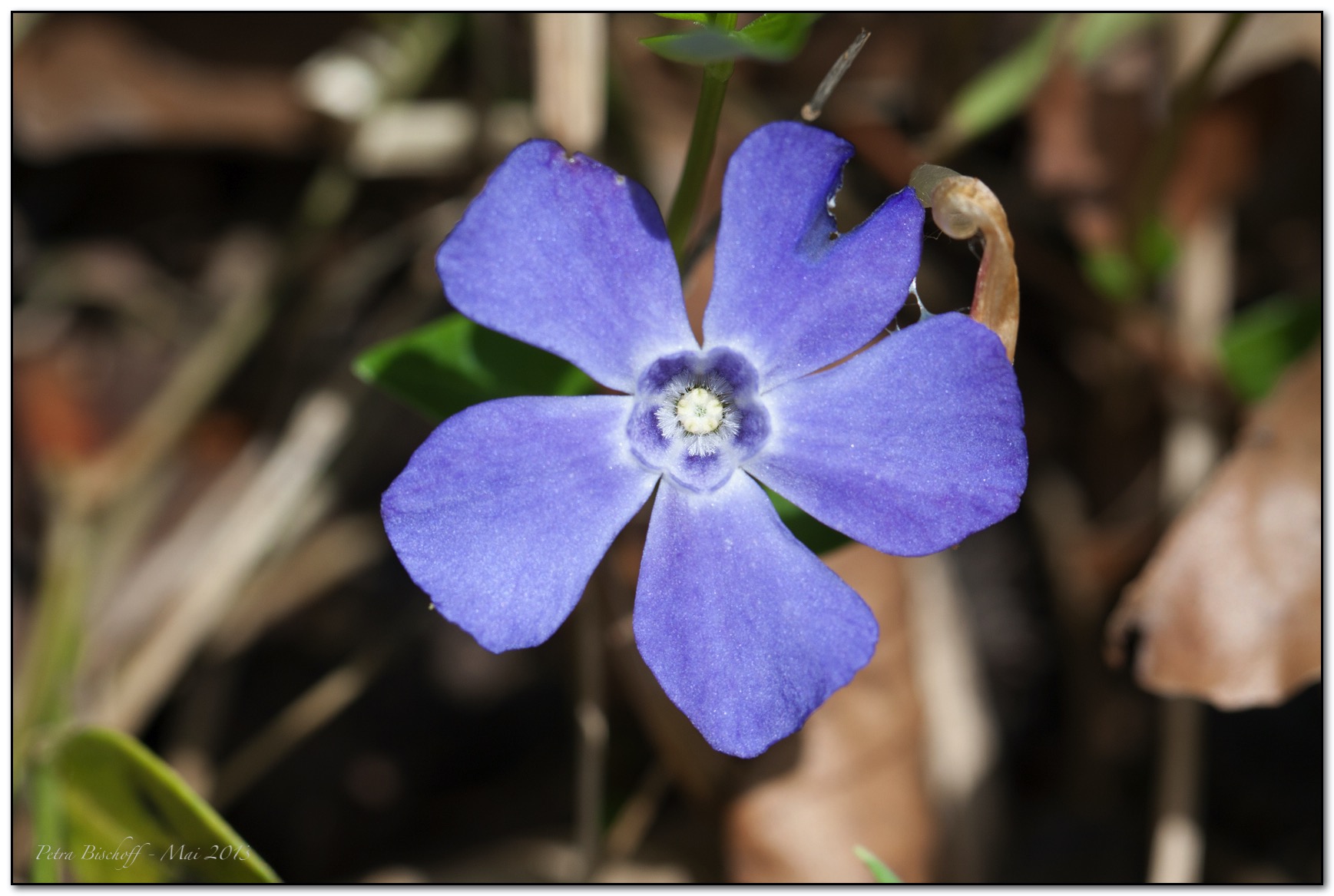 &copy; Petra Bischoff