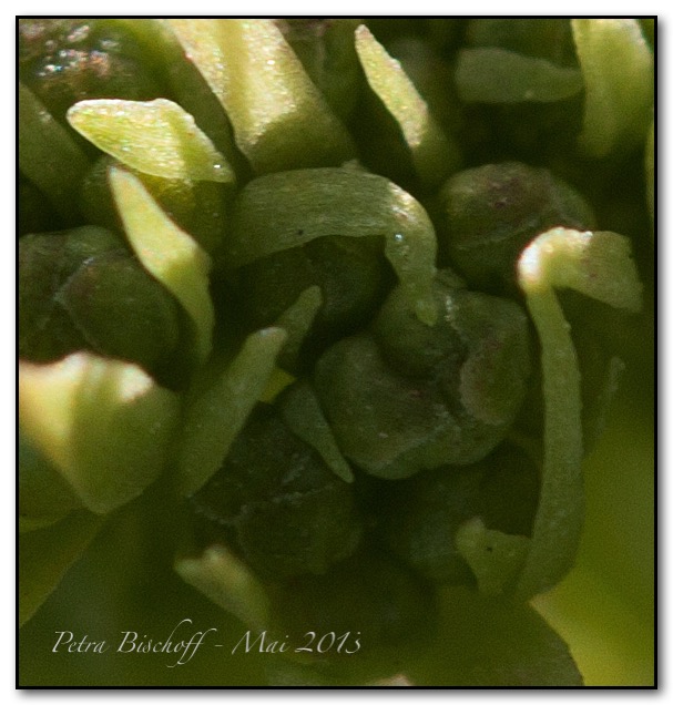 &copy; Petra Bischoff