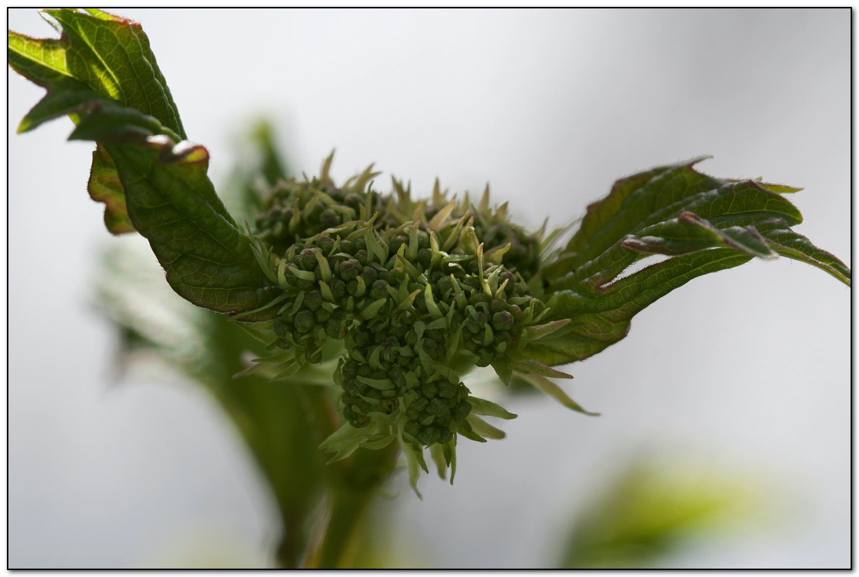 &copy; Petra Bischoff