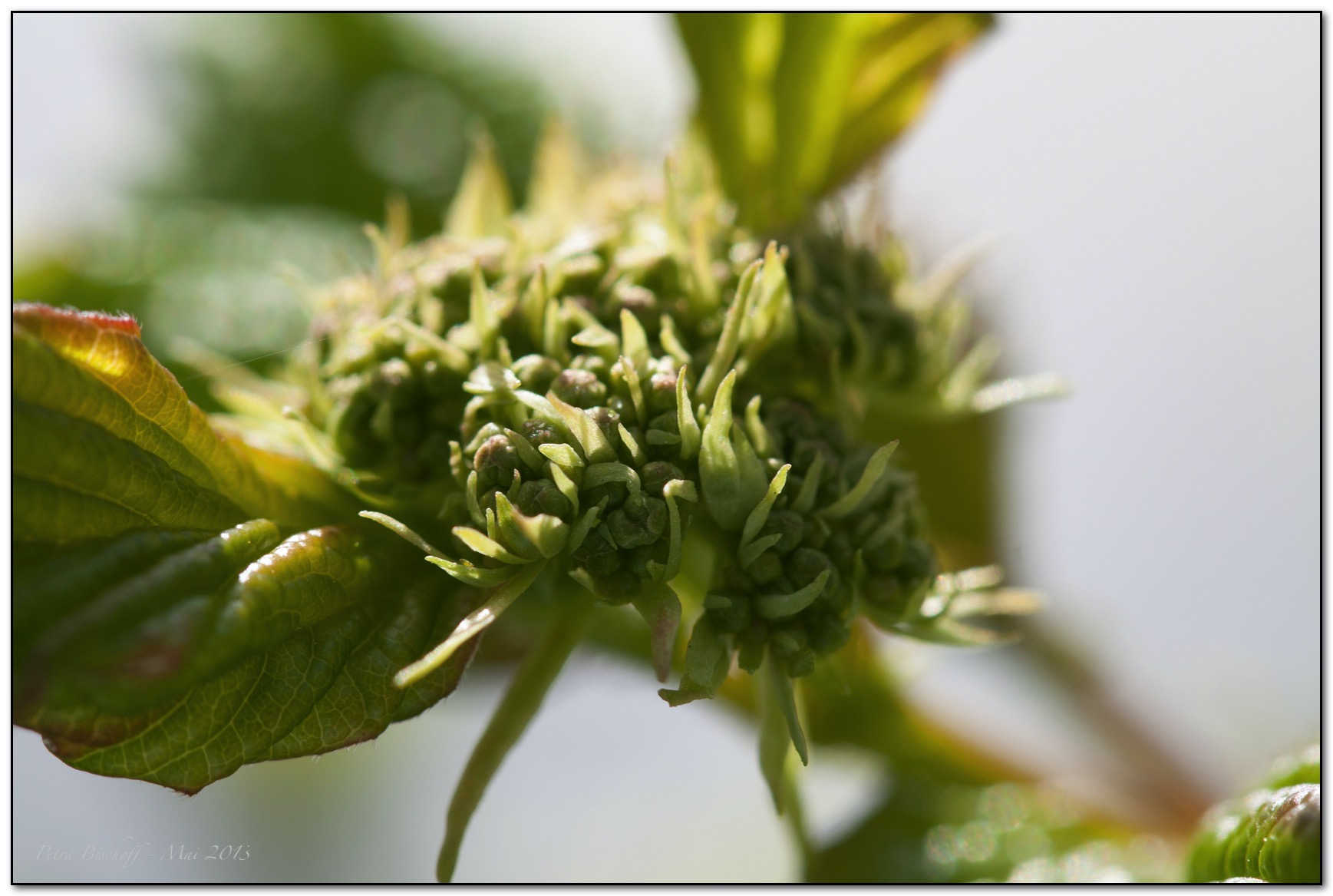 &copy; Petra Bischoff