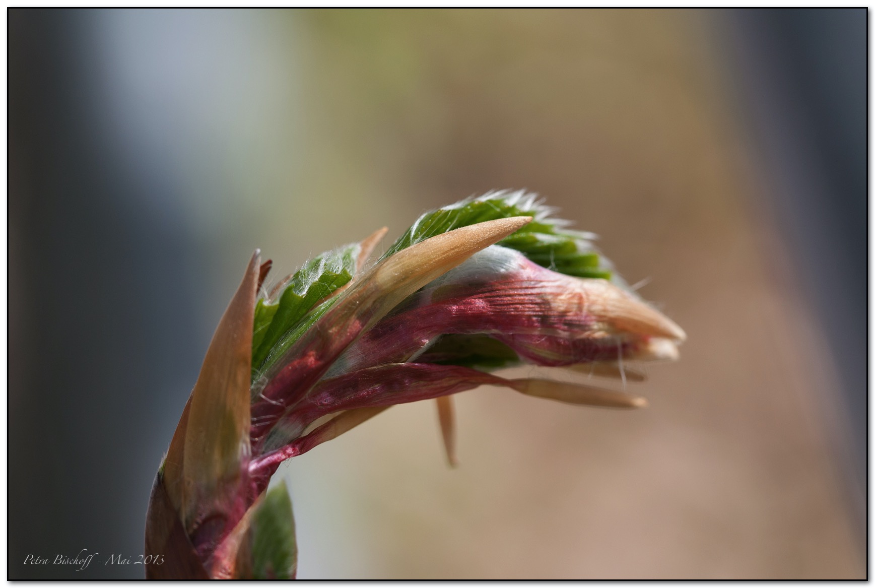 &copy; Petra Bischoff