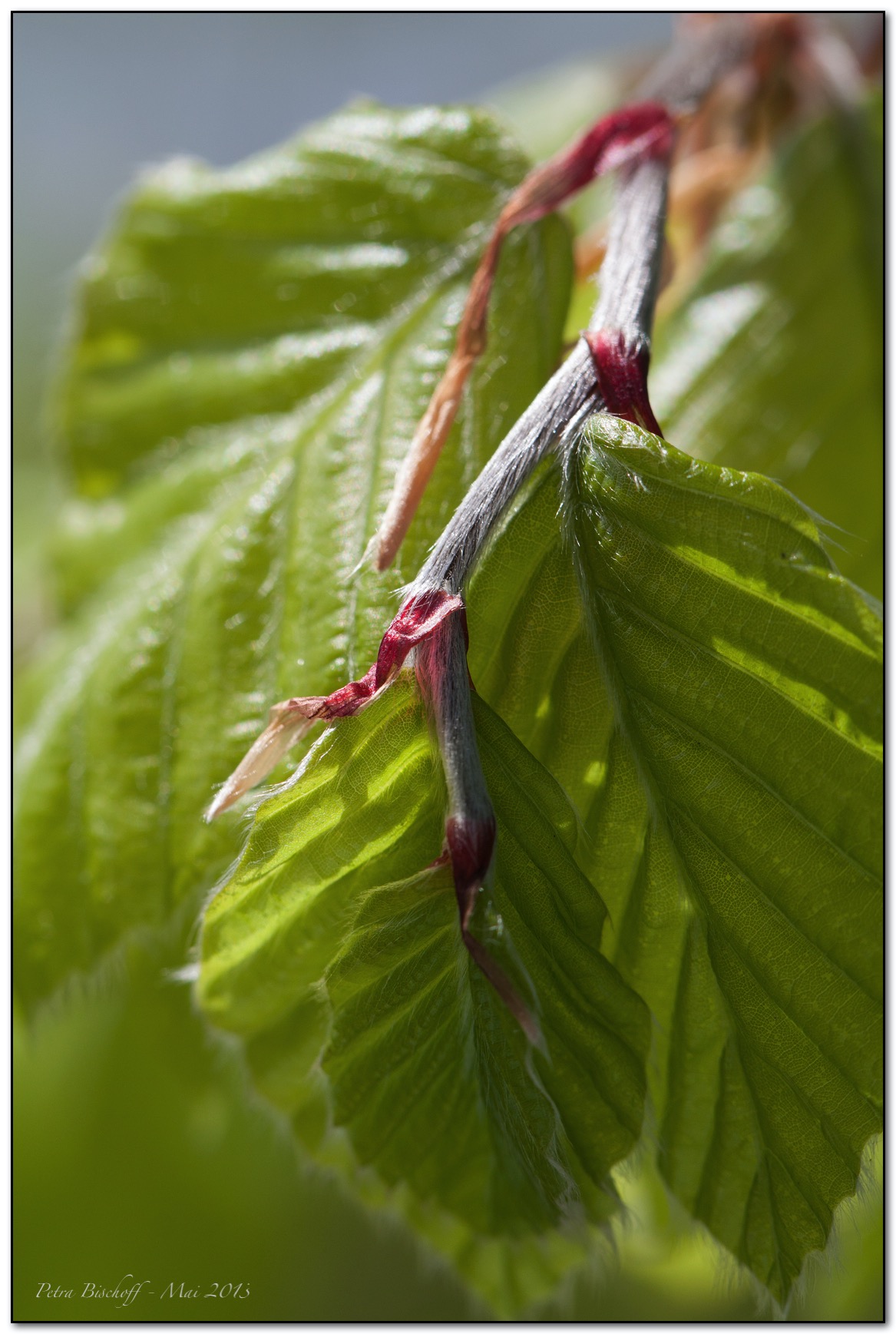 &copy; Petra Bischoff