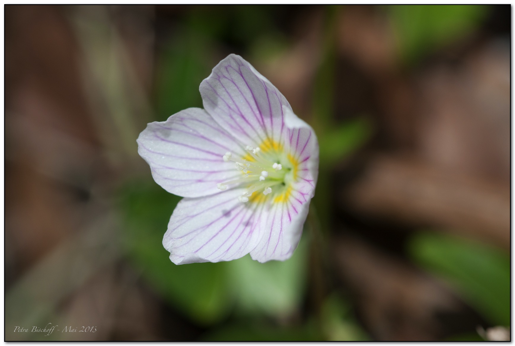 &copy; Petra Bischoff