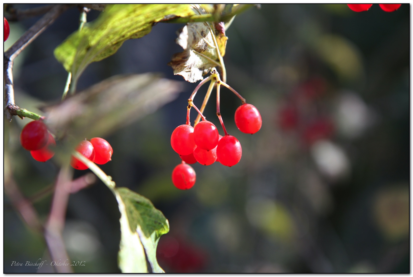 &copy; Petra Bischoff