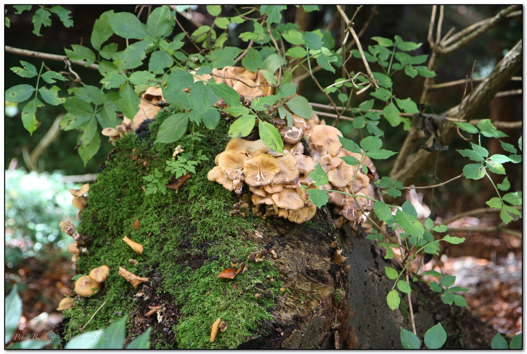 &copy; Petra Bischoff