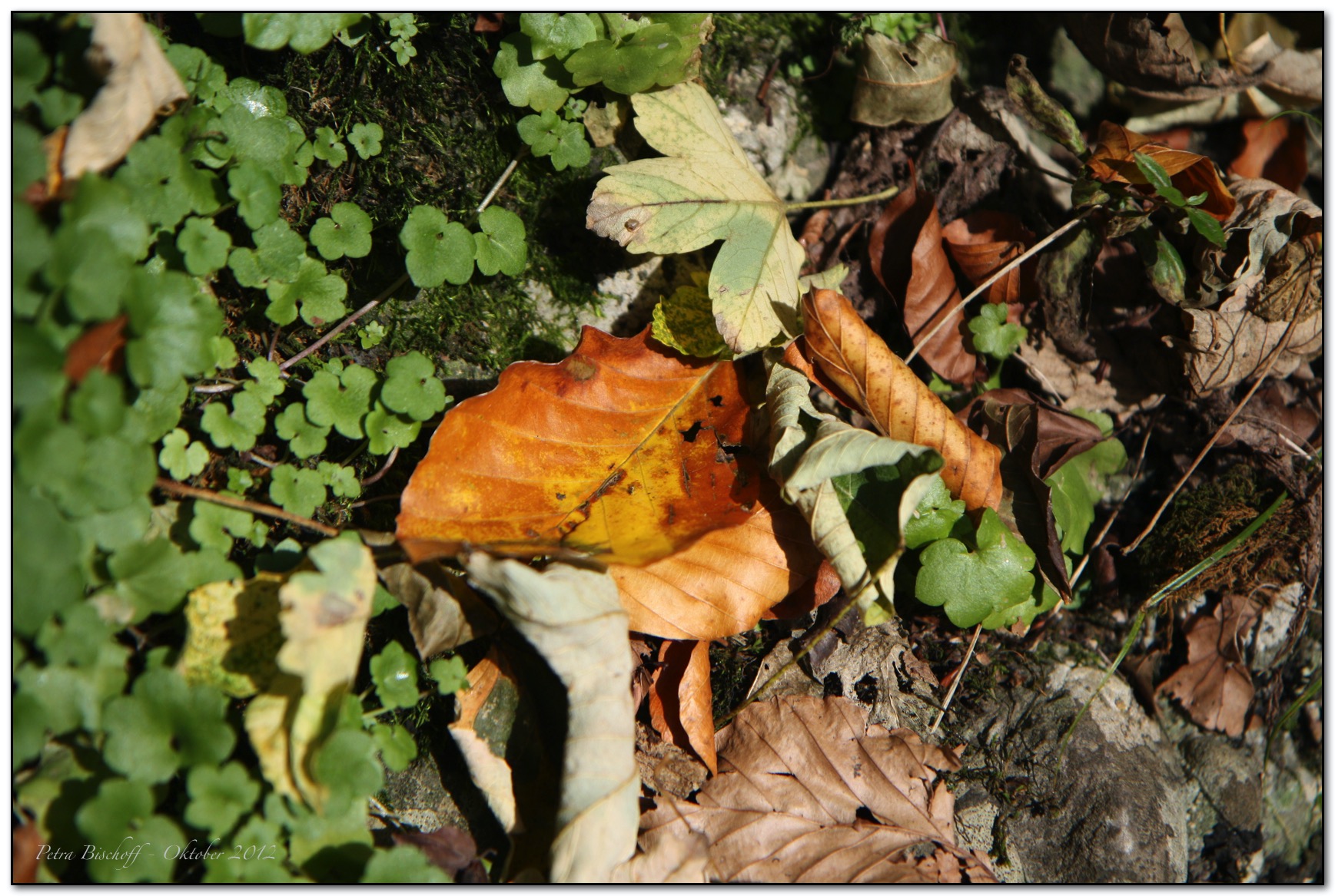 &copy; Petra Bischoff