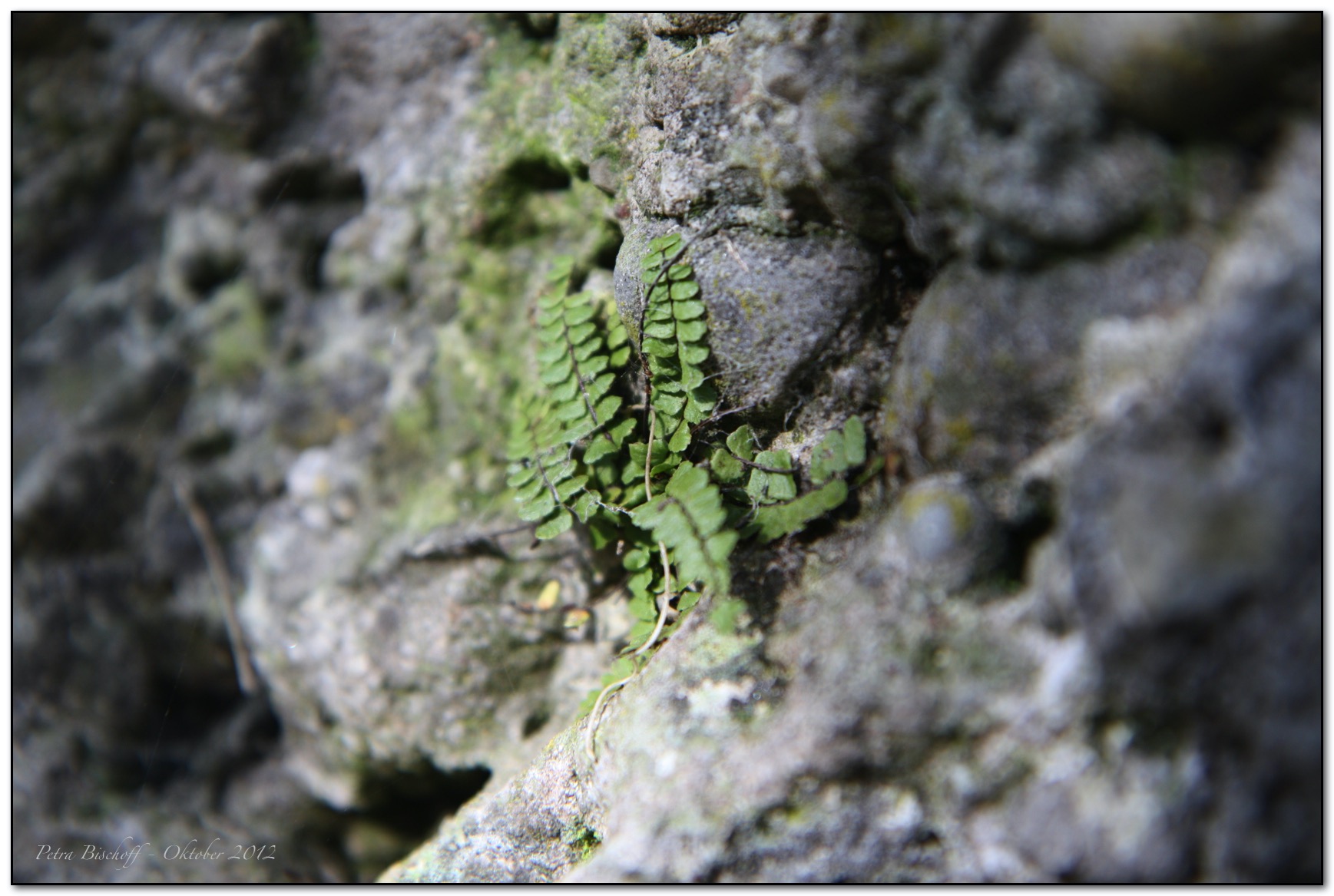 &copy; Petra Bischoff