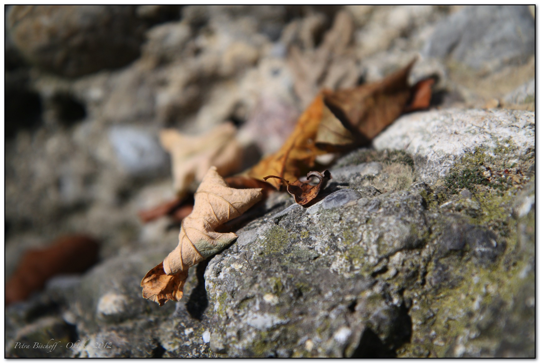 &copy; Petra Bischoff