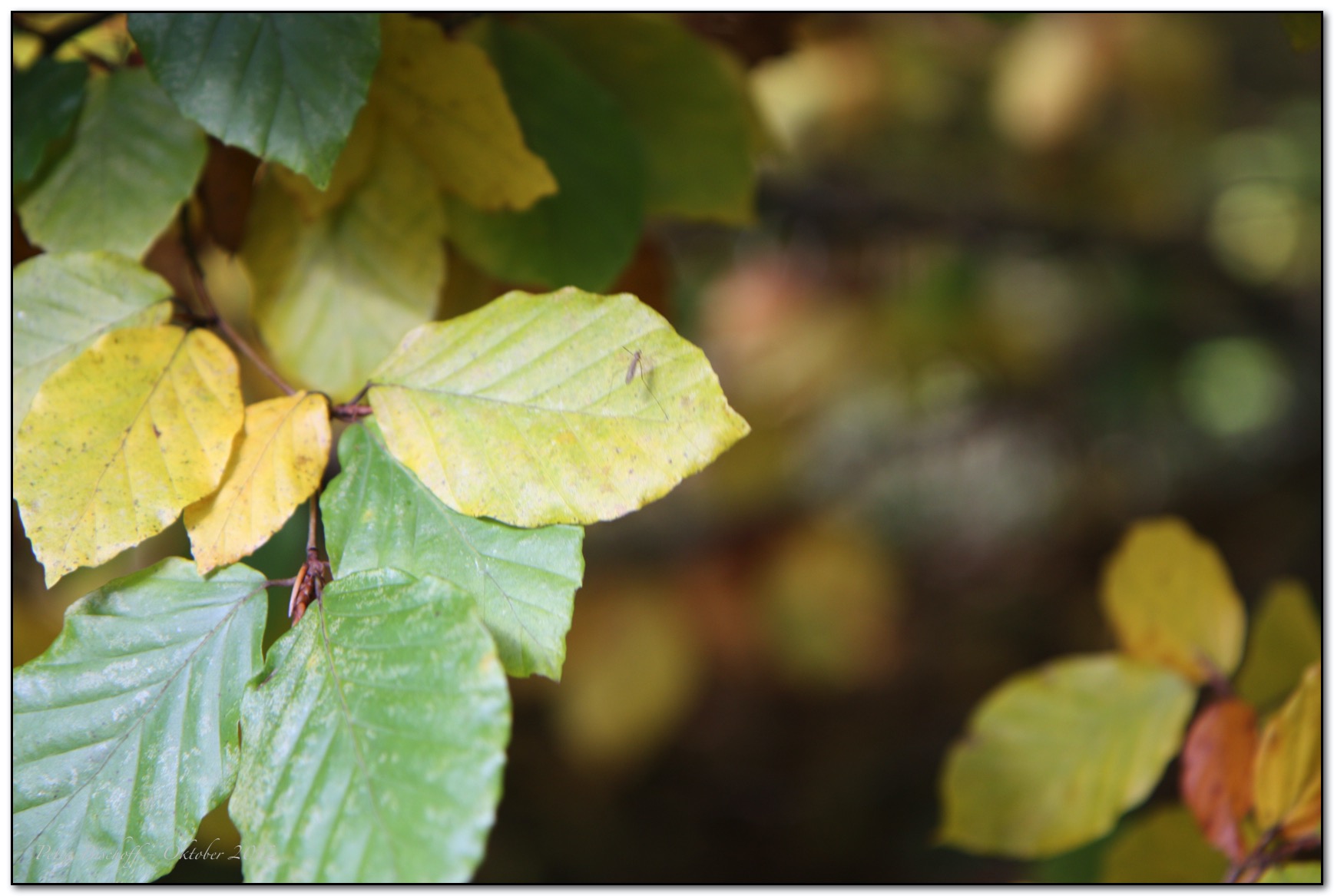 &copy; Petra Bischoff