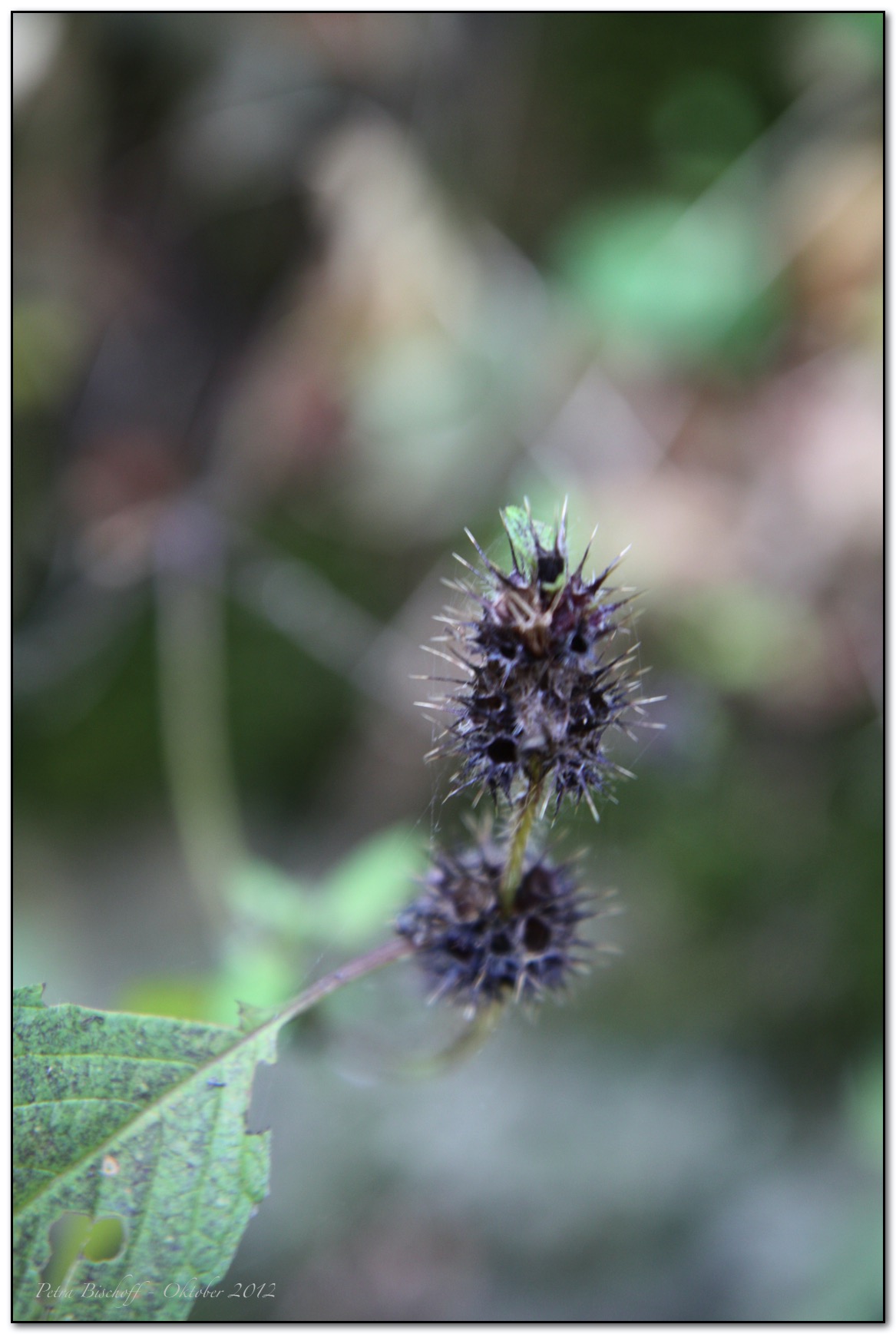 &copy; Petra Bischoff