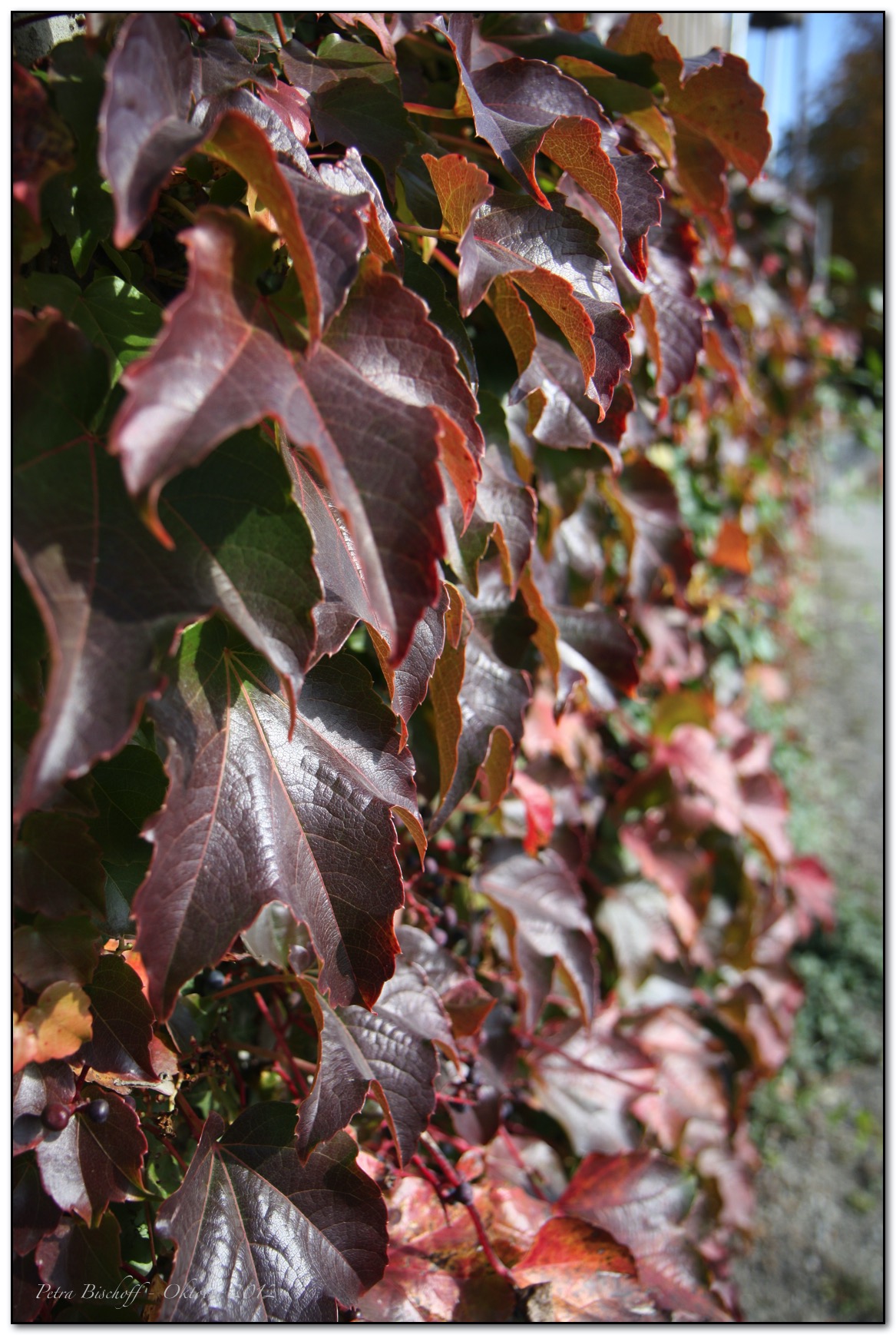 &copy; Petra Bischoff