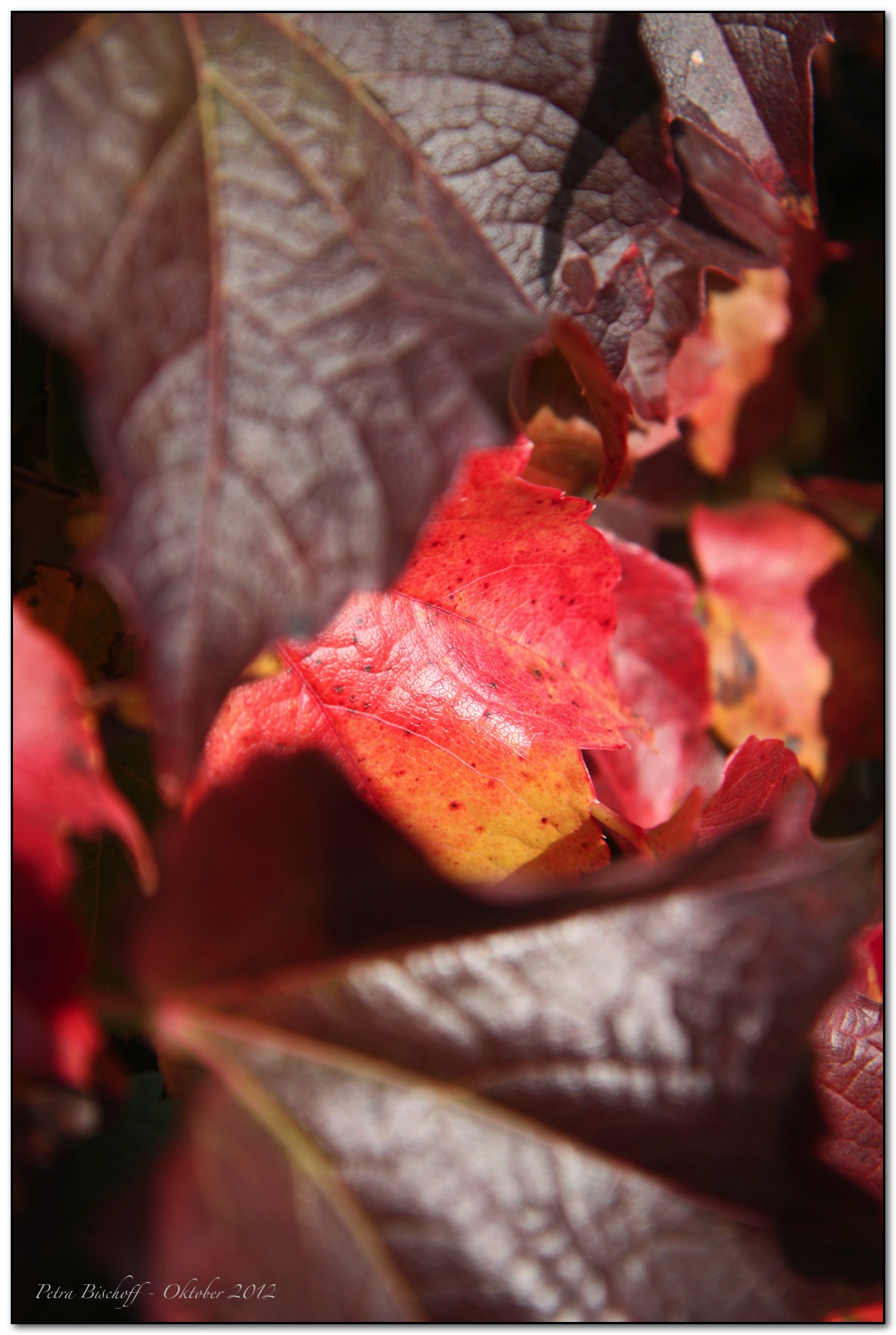 &copy; Petra Bischoff