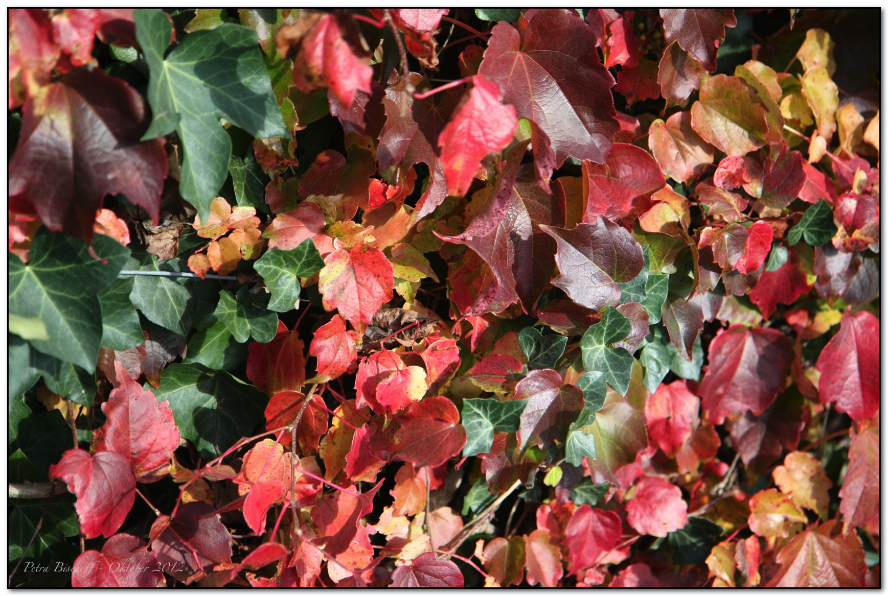 &copy; Petra Bischoff