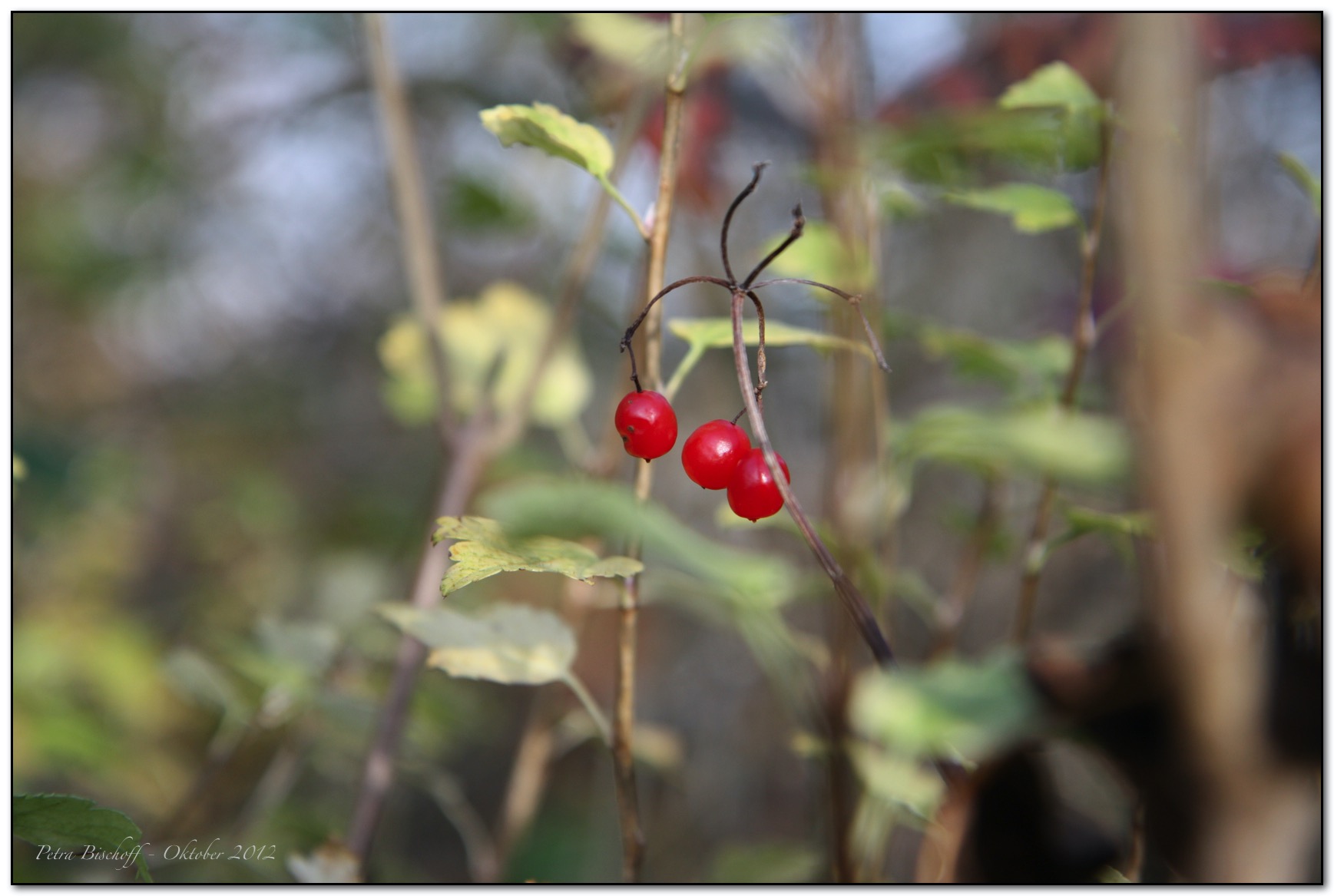 &copy; Petra Bischoff