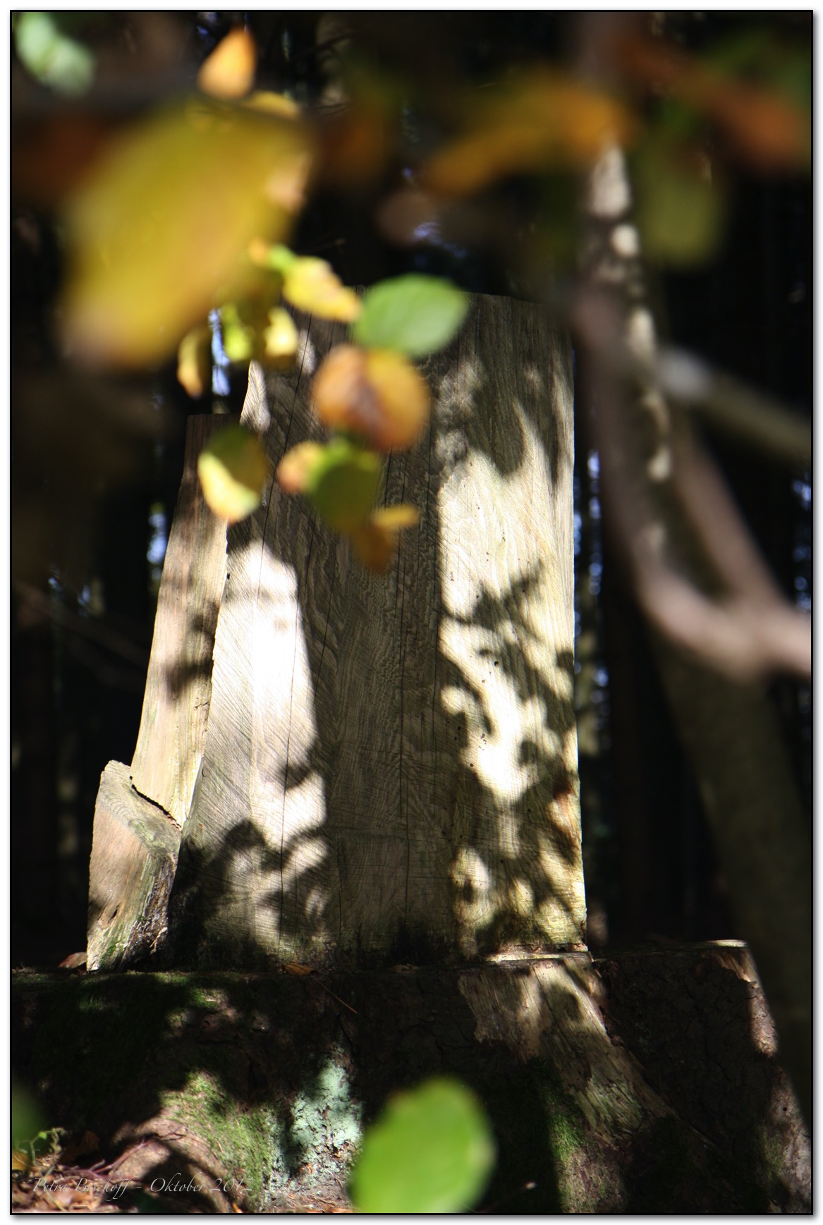 &copy; Petra Bischoff