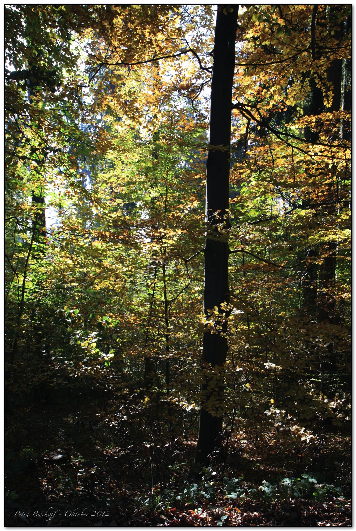 &copy; Petra Bischoff