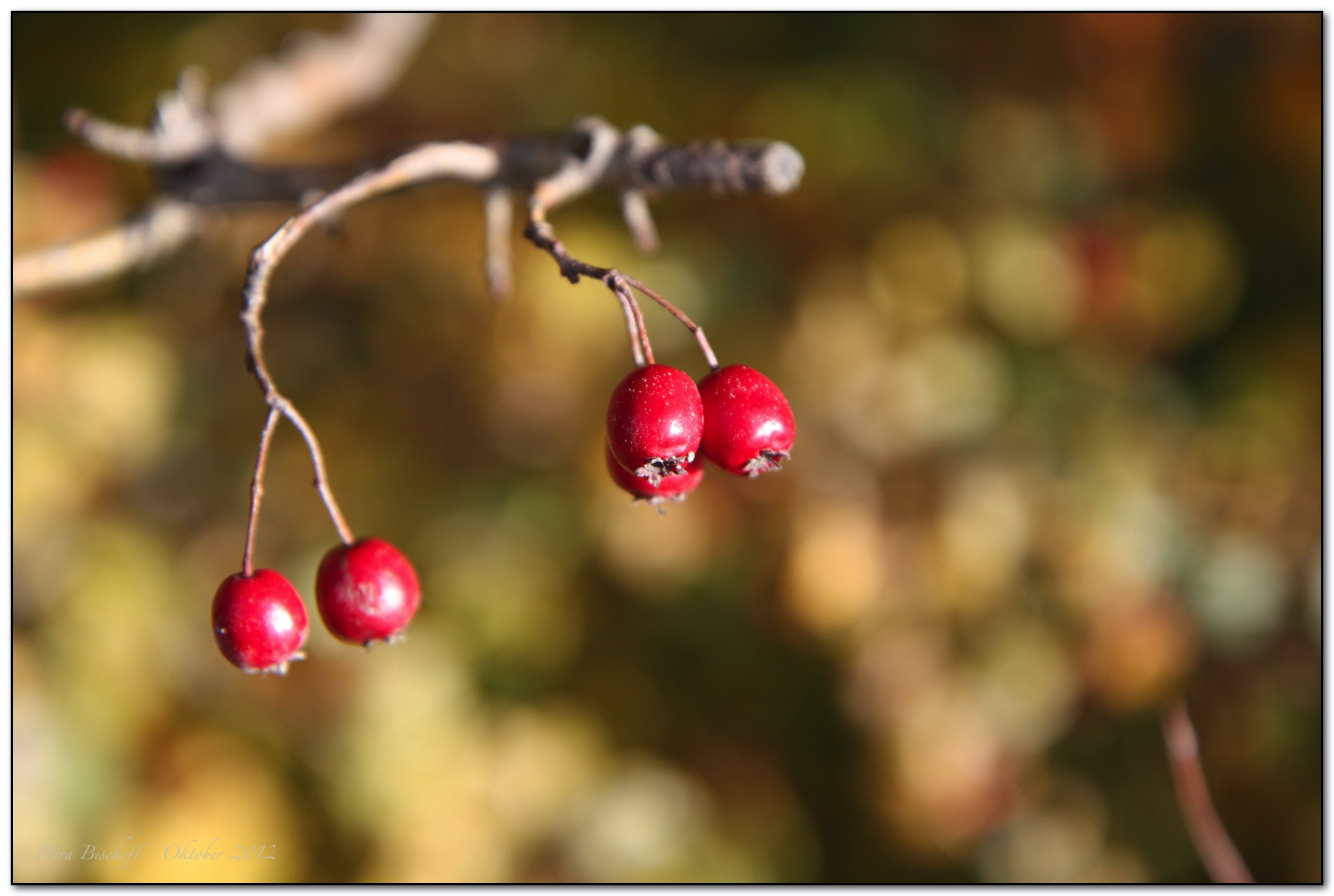 &copy; Petra Bischoff