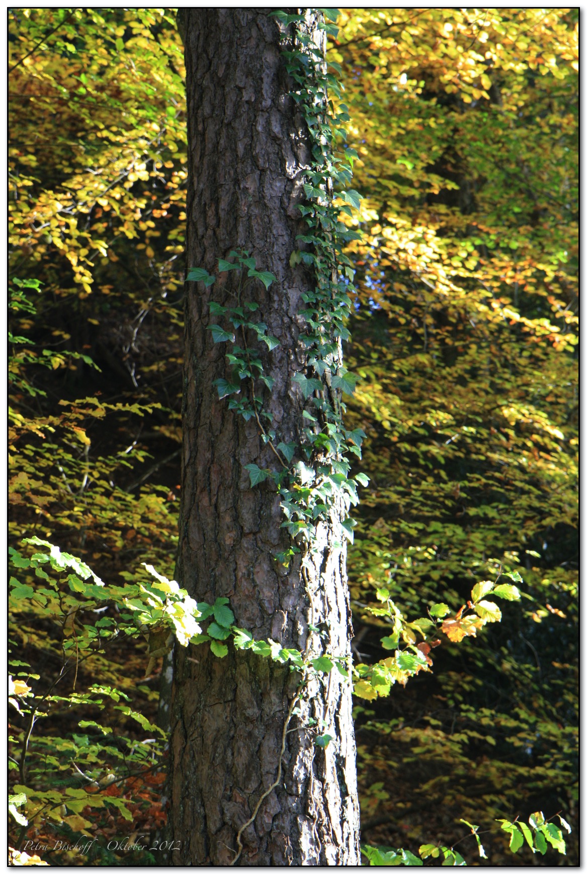 &copy; Petra Bischoff