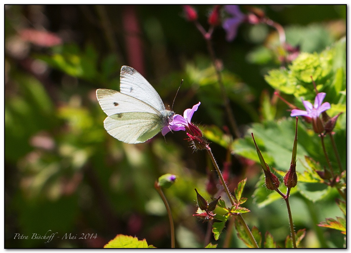 &copy; Petra Bischoff