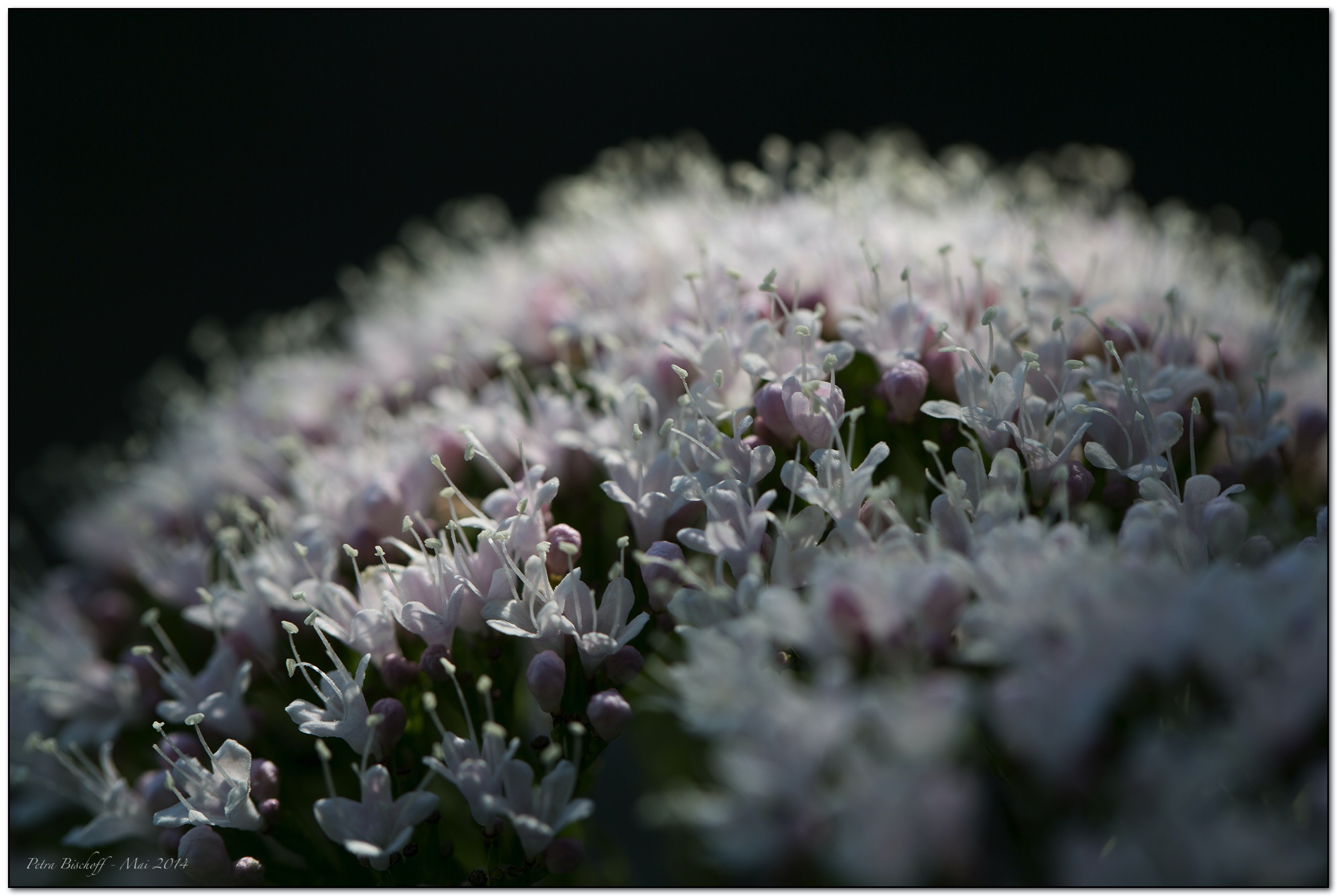 &copy; Petra Bischoff