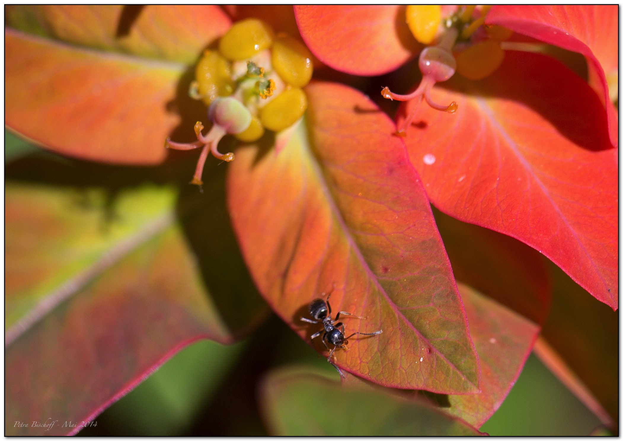 &copy; Petra Bischoff