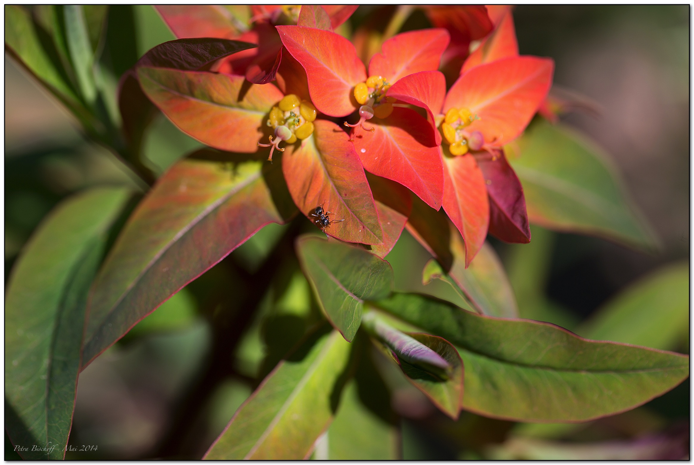 &copy; Petra Bischoff