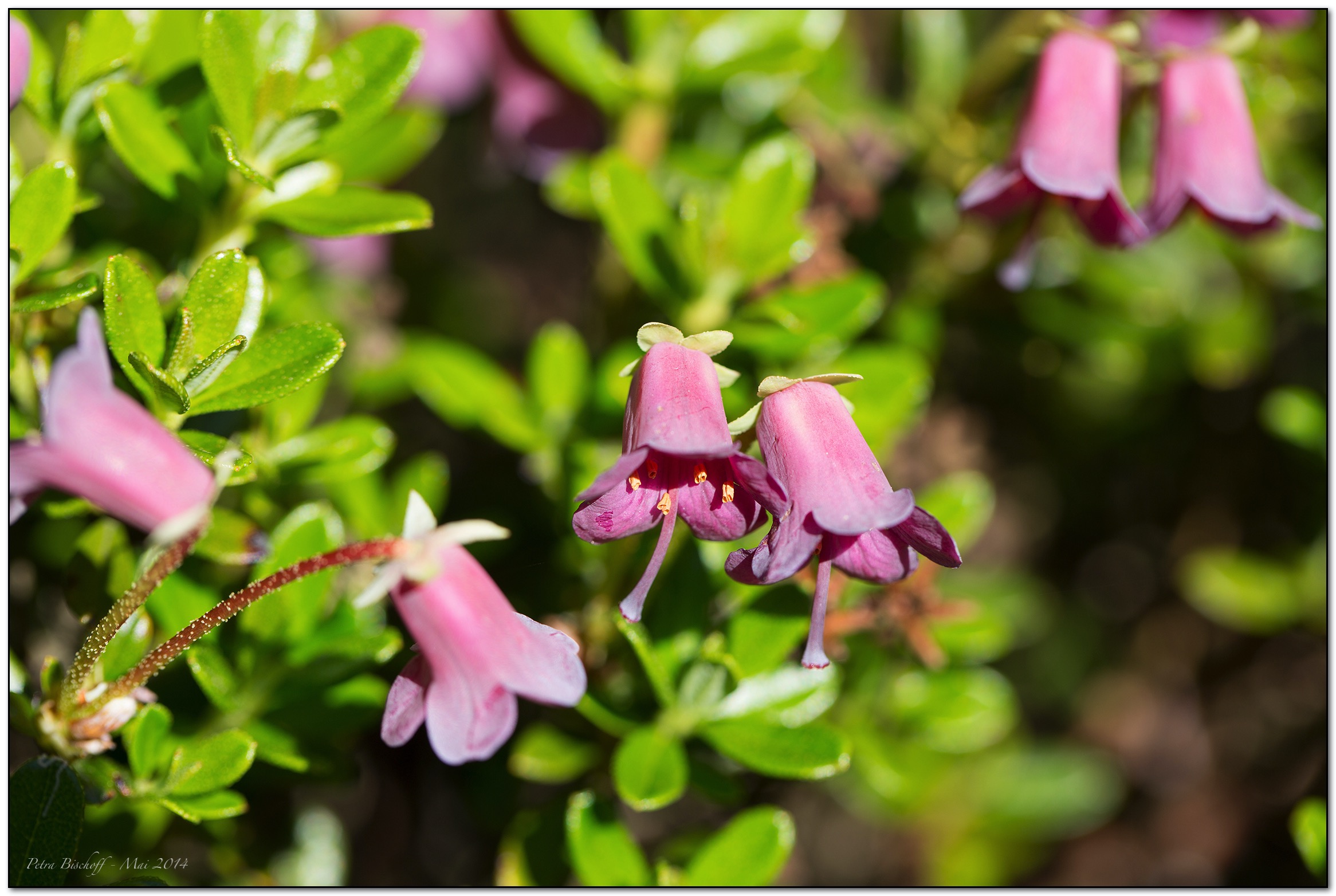 &copy; Petra Bischoff