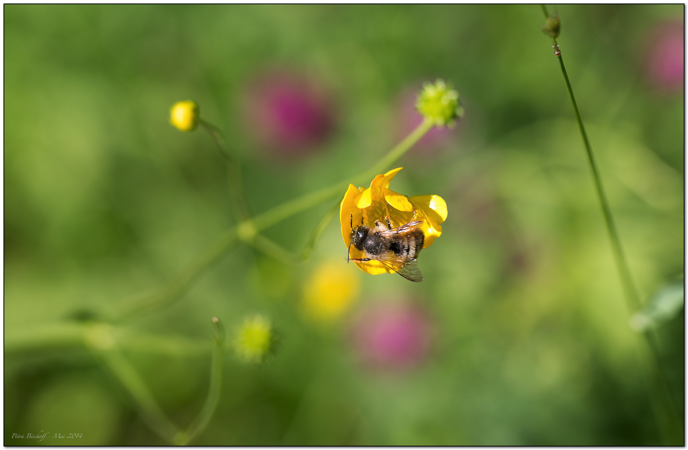 &copy; Petra Bischoff