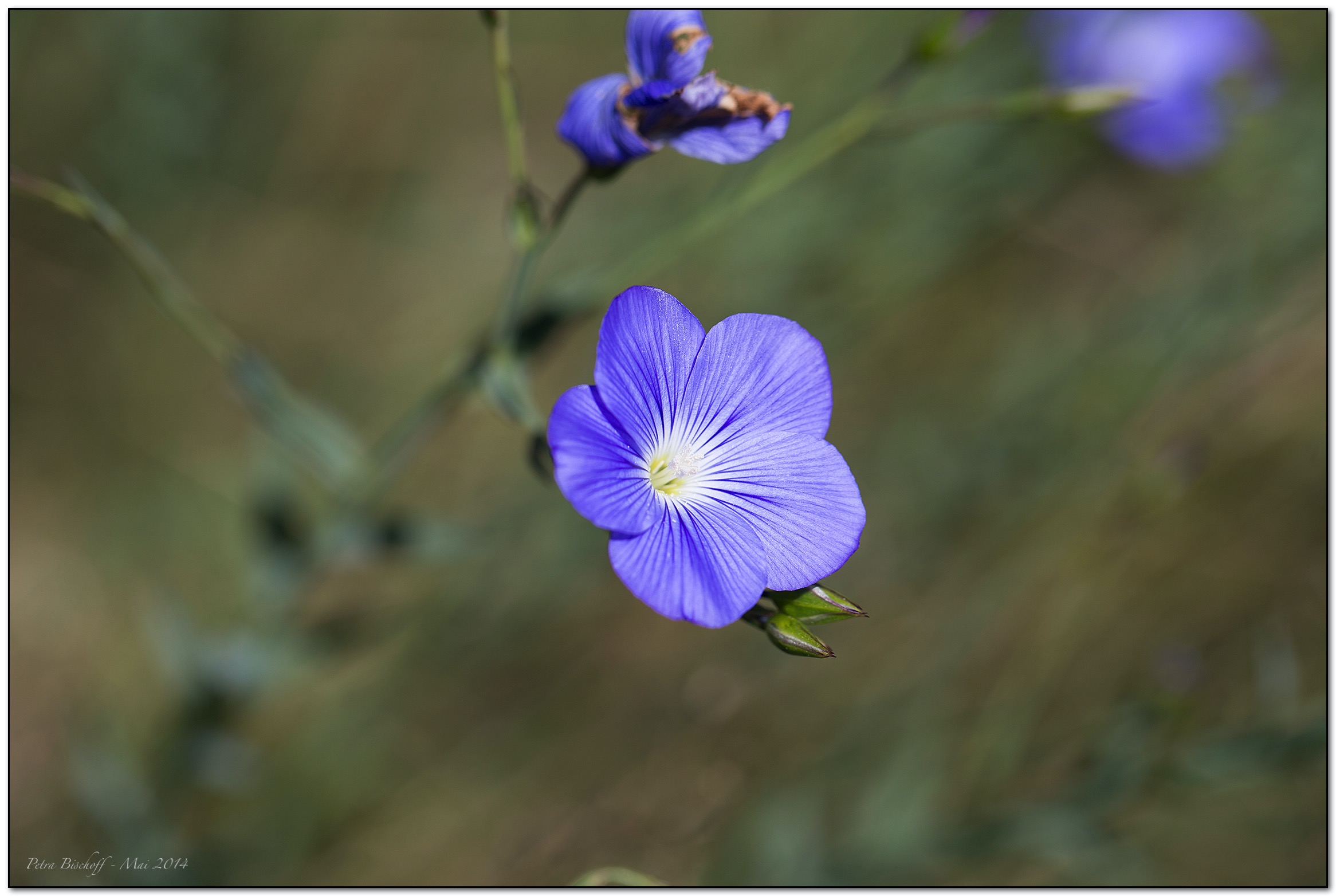 &copy; Petra Bischoff