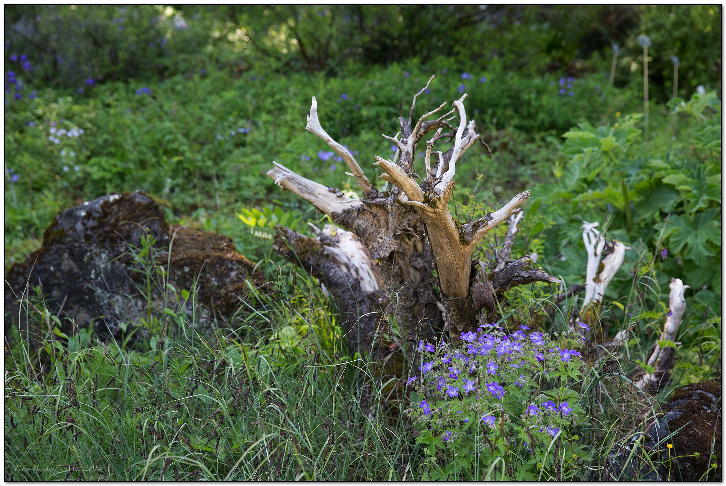 &copy; Petra Bischoff