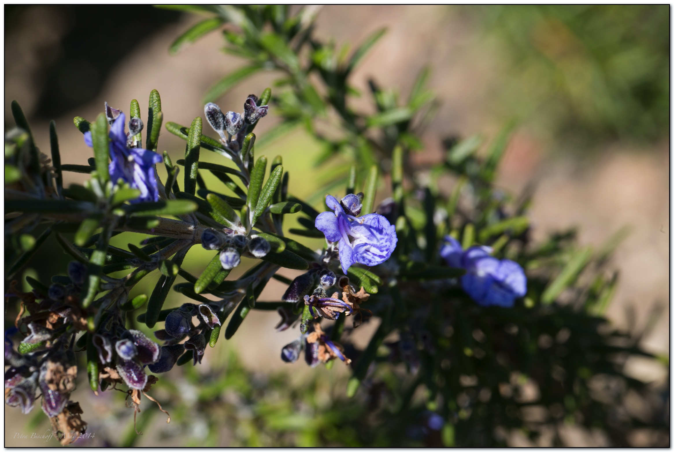 &copy; Petra Bischoff