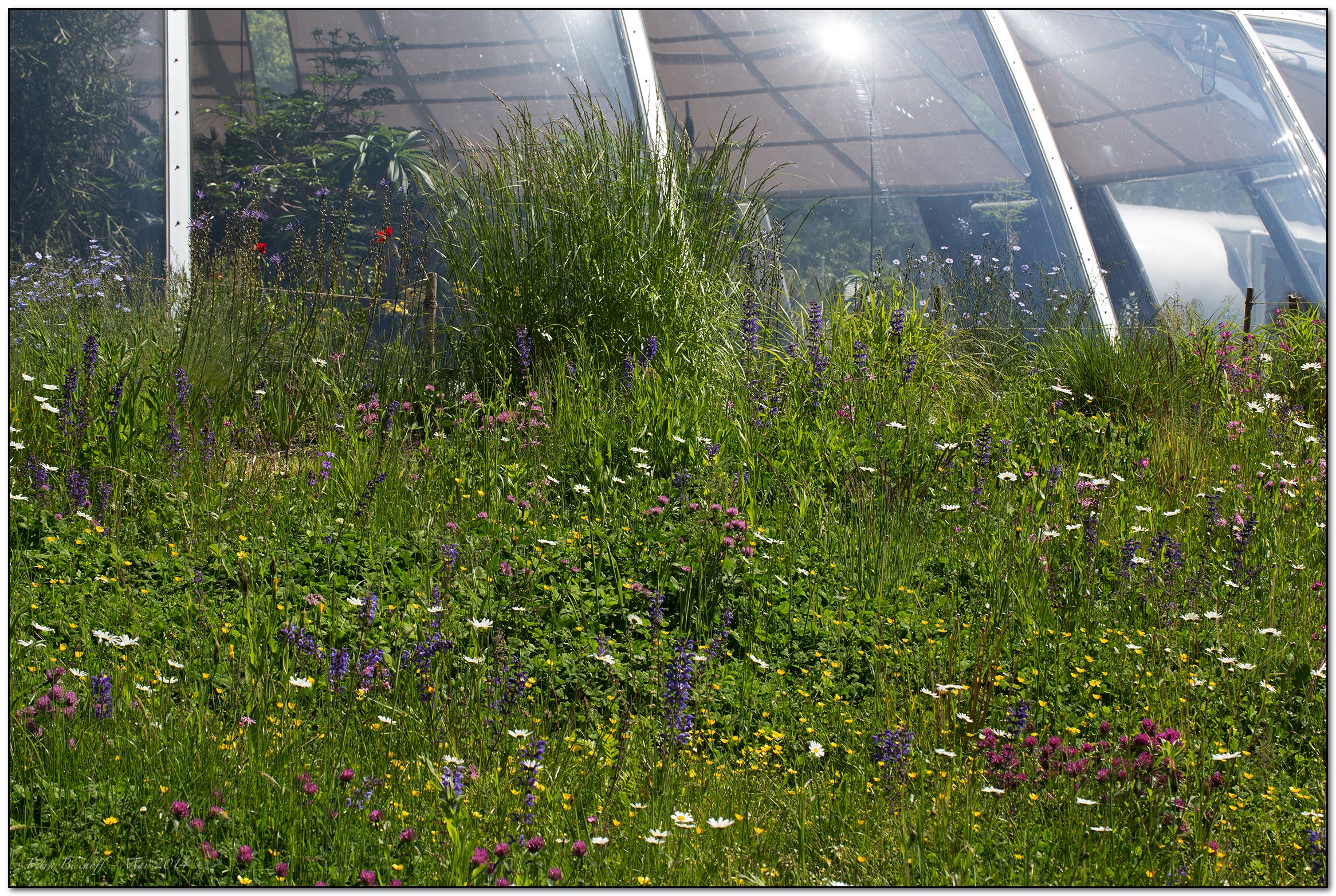 &copy; Petra Bischoff