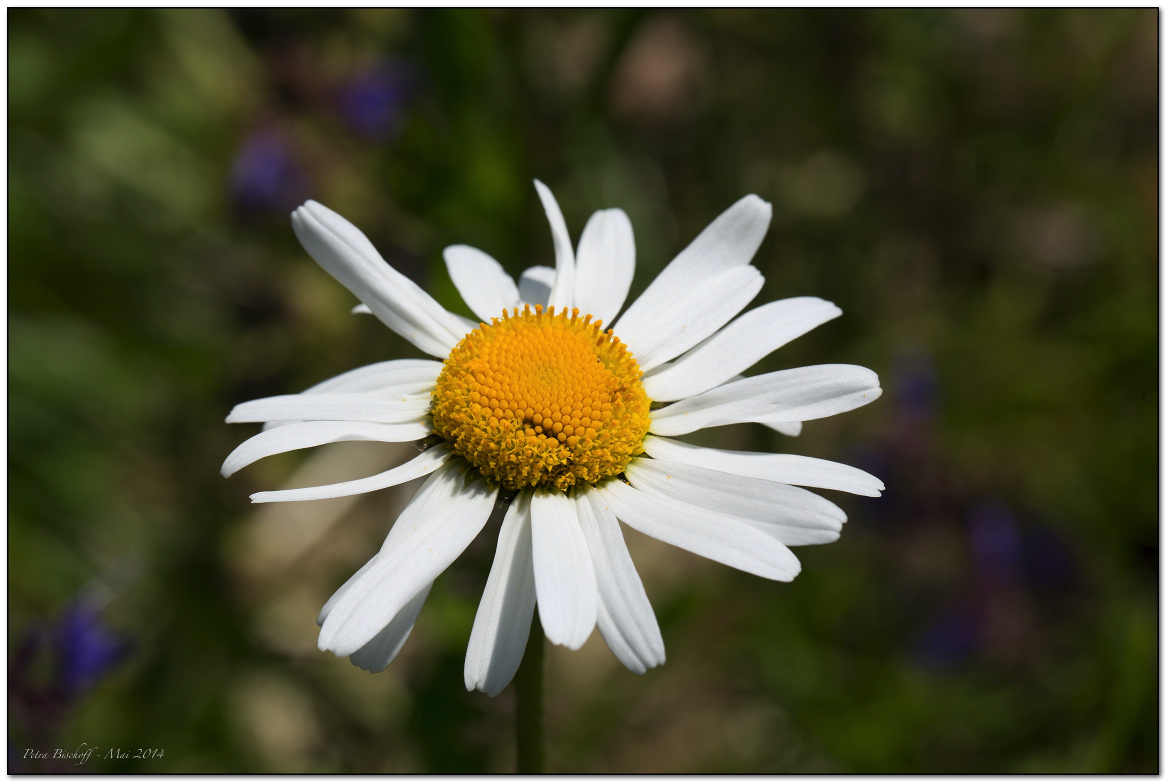 &copy; Petra Bischoff