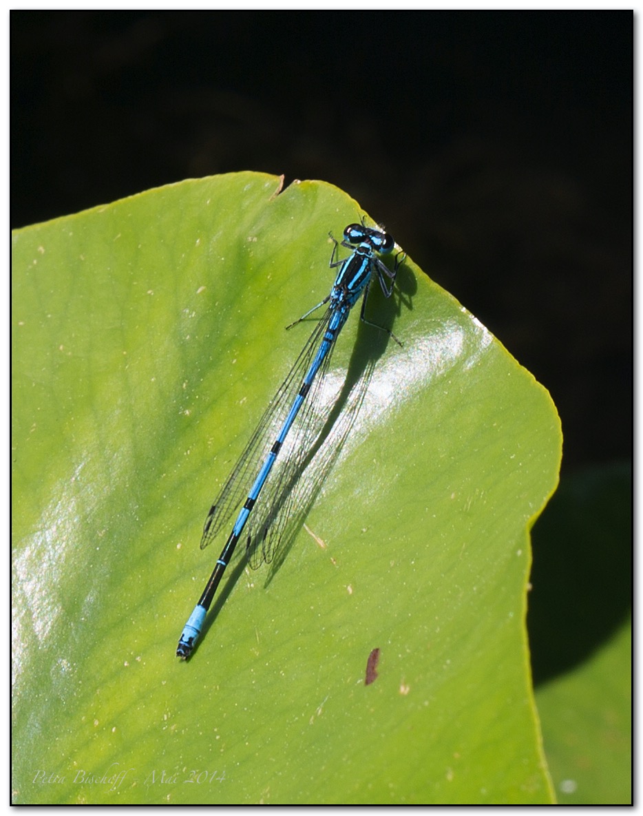 &copy; Petra Bischoff