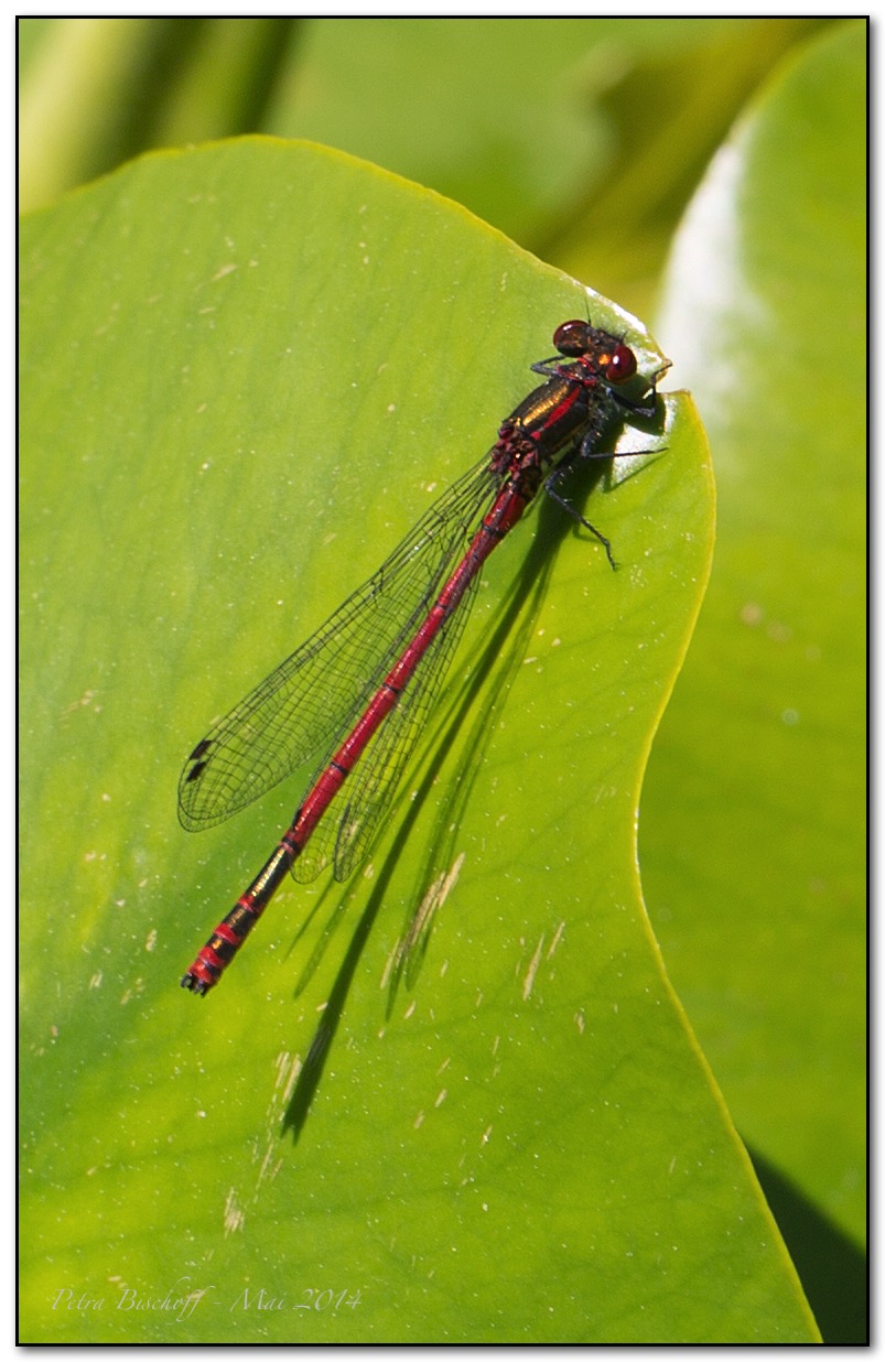 &copy; Petra Bischoff