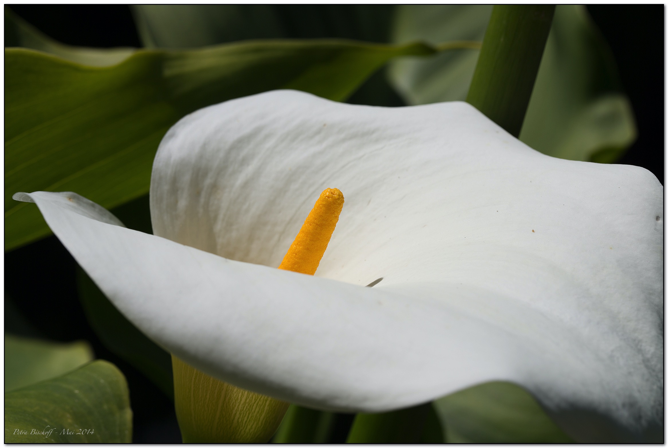 &copy; Petra Bischoff