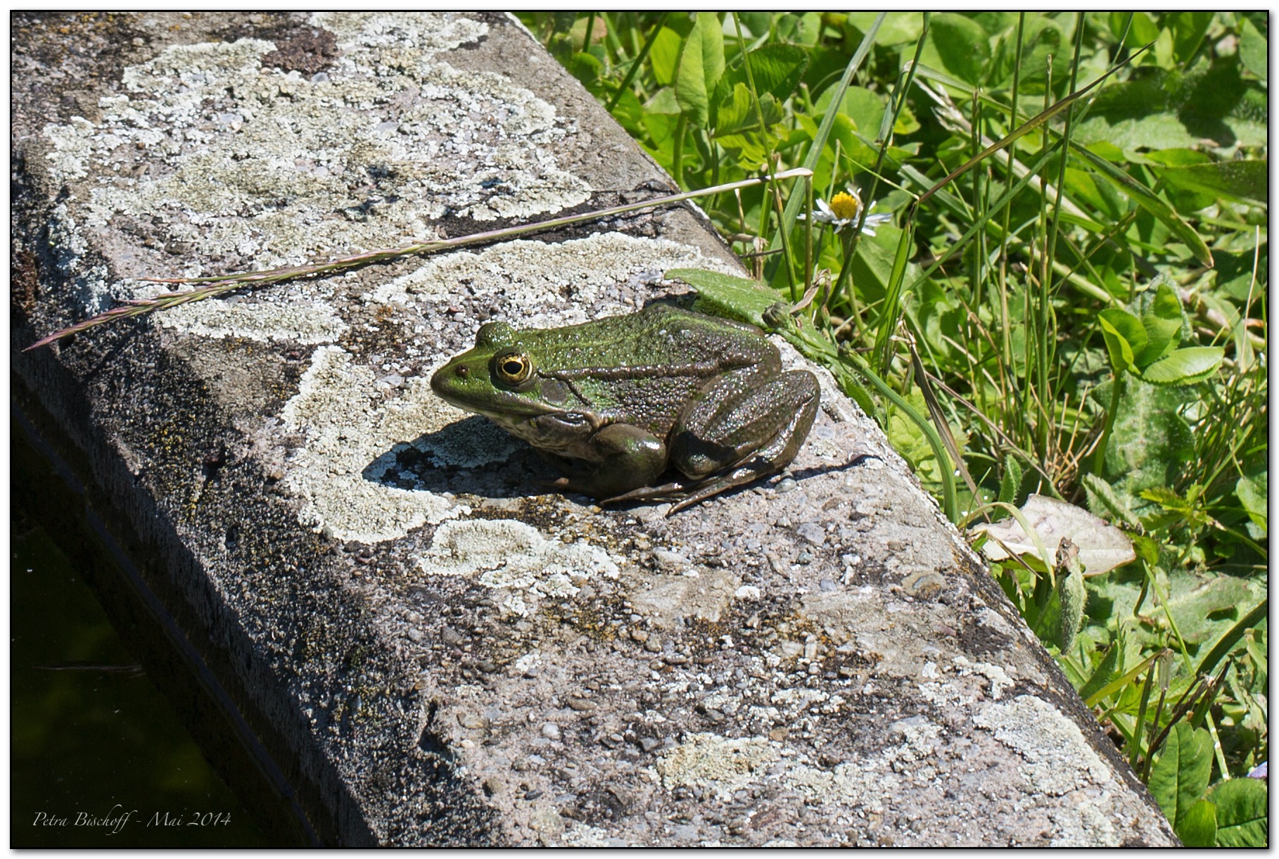 &copy; Petra Bischoff