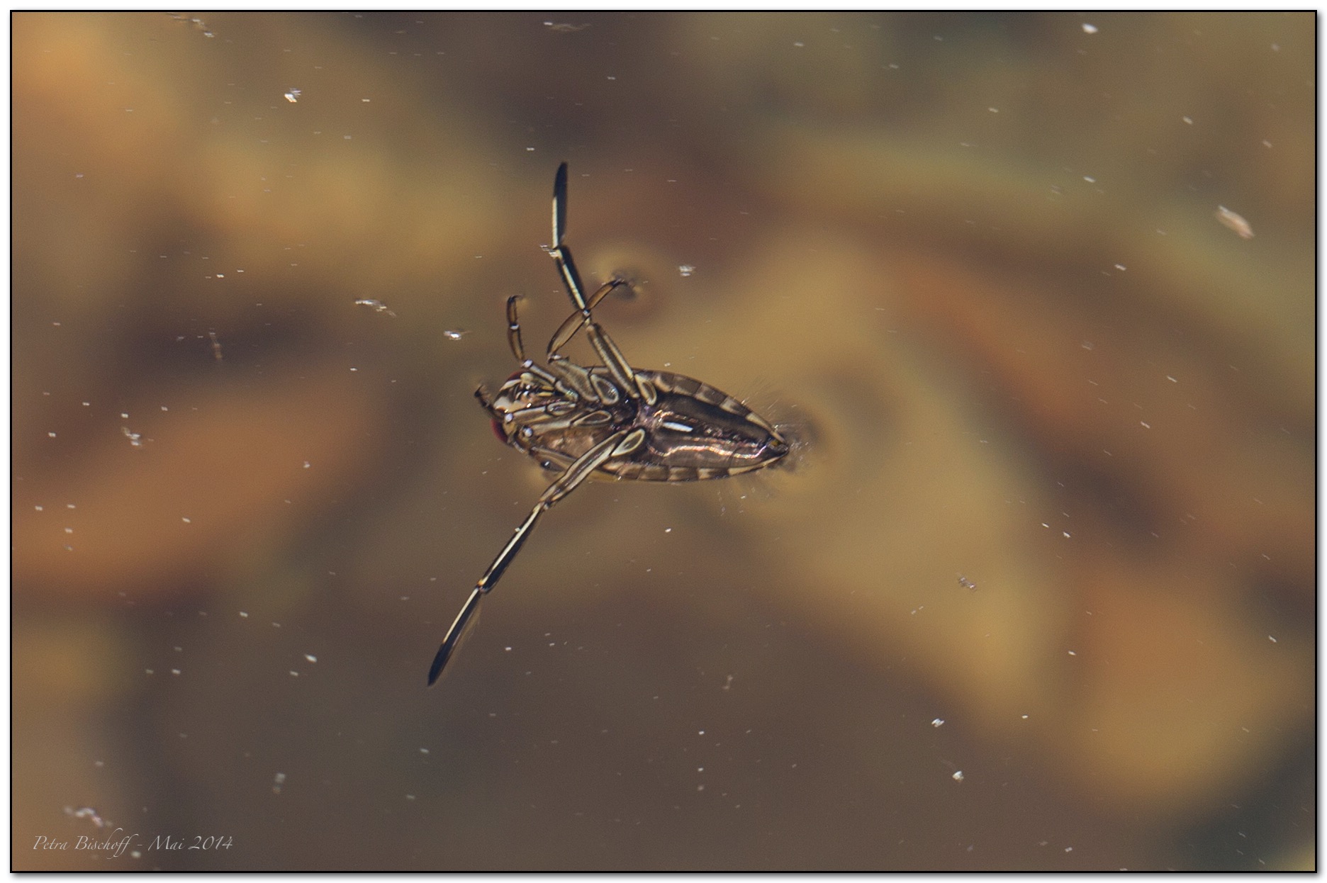 &copy; Petra Bischoff