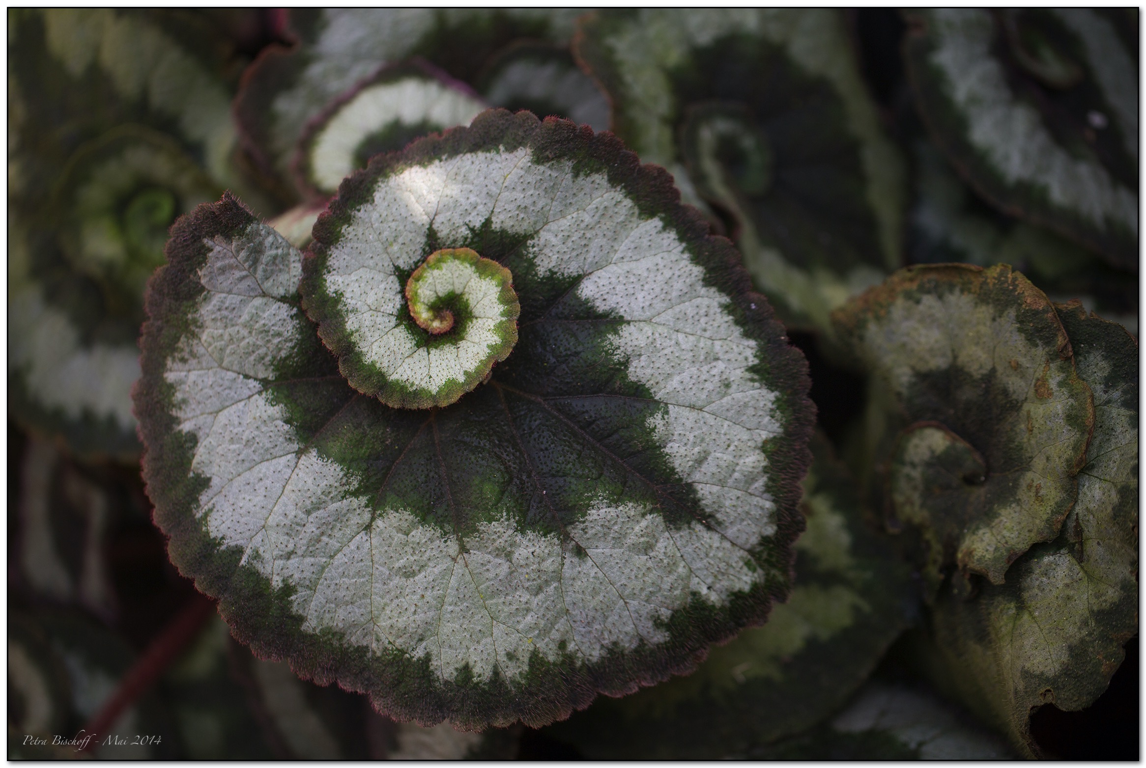 &copy; Petra Bischoff