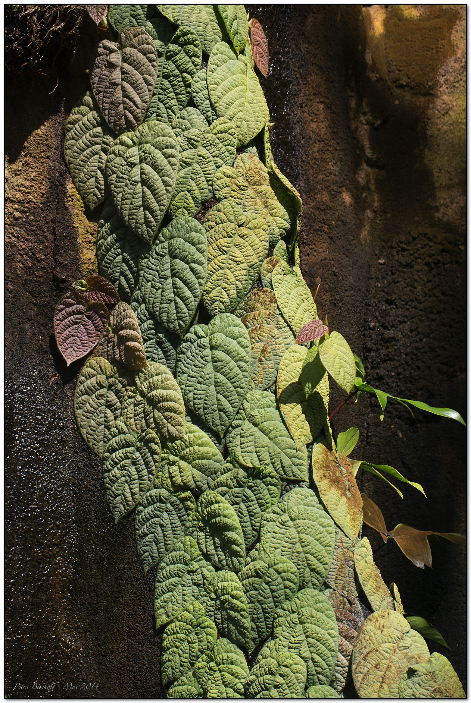 &copy; Petra Bischoff