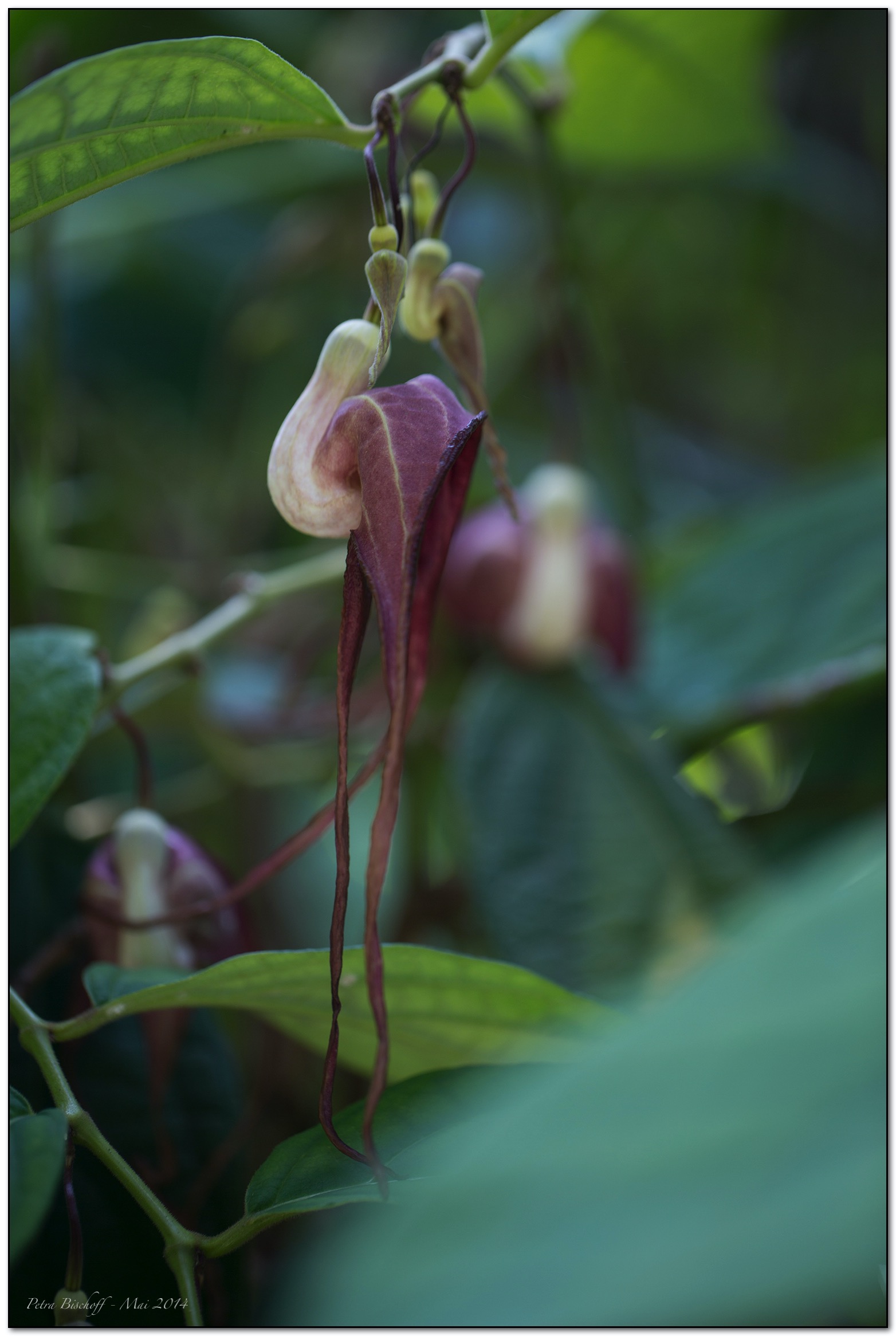 &copy; Petra Bischoff