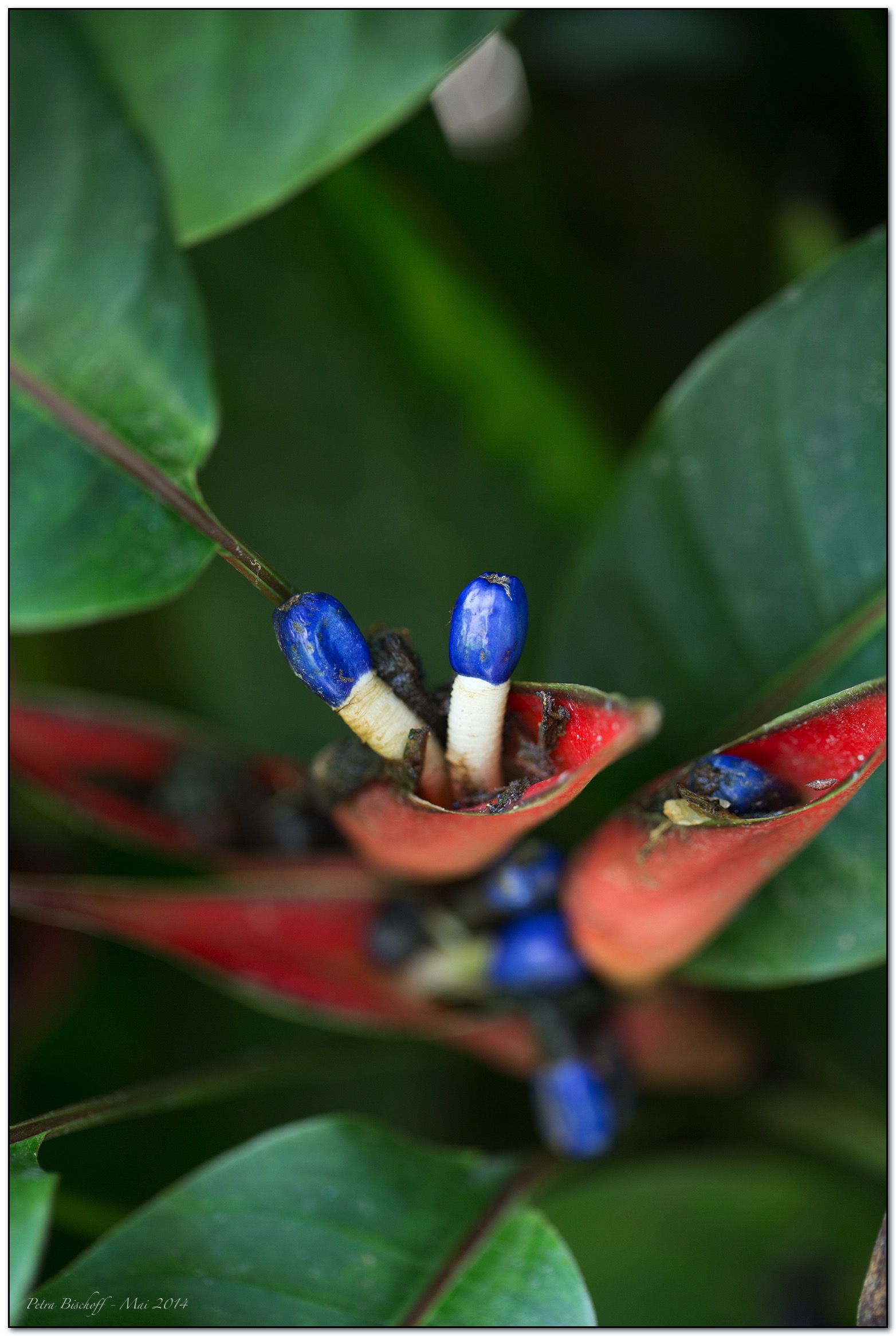 &copy; Petra Bischoff