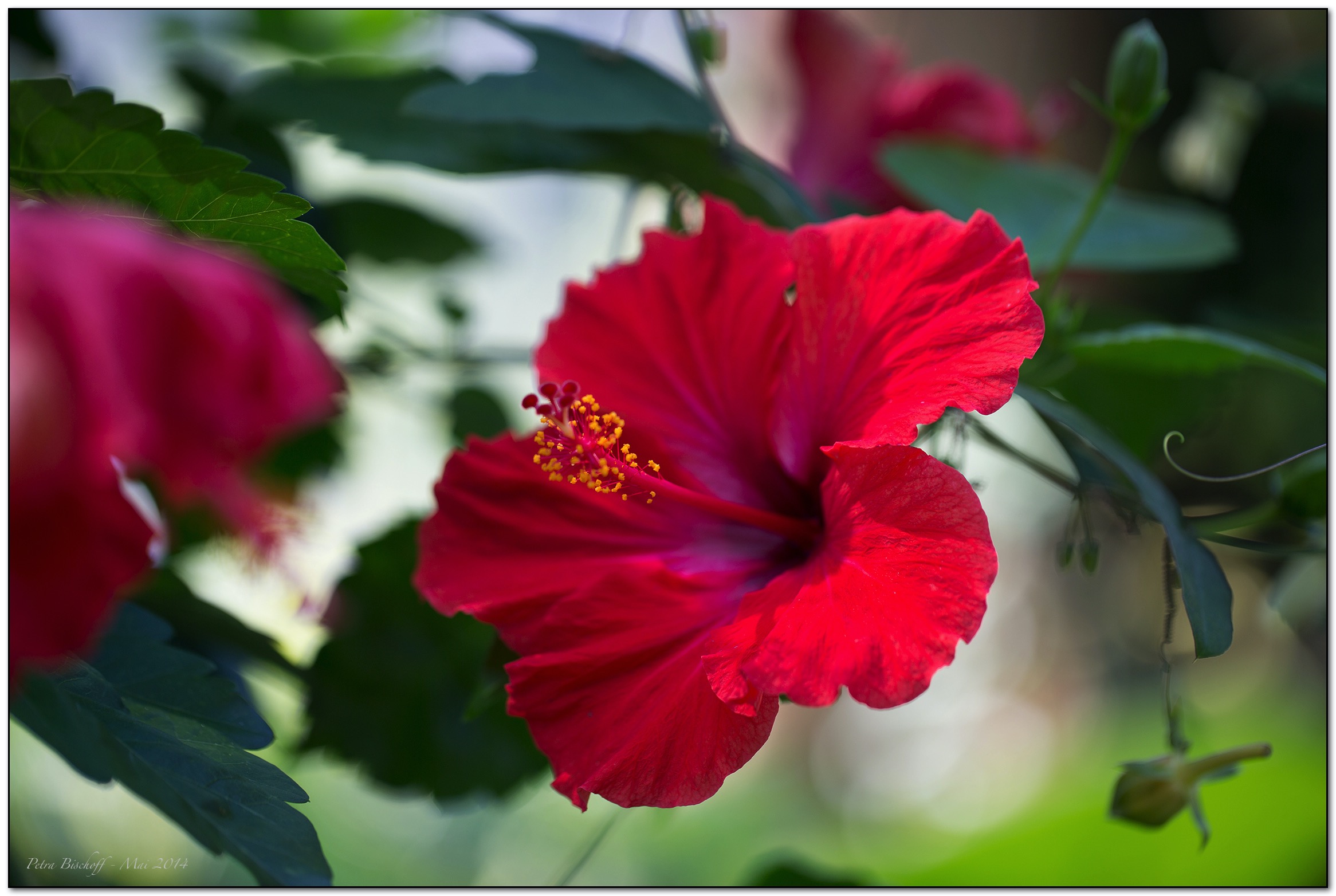 &copy; Petra Bischoff