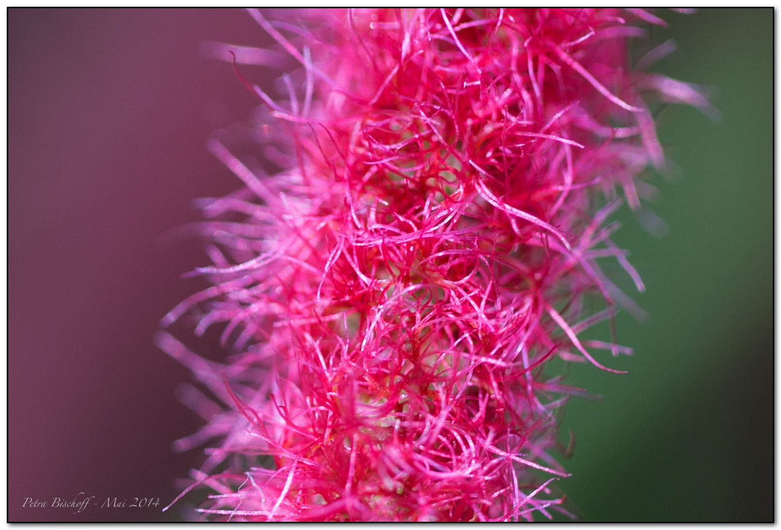 &copy; Petra Bischoff