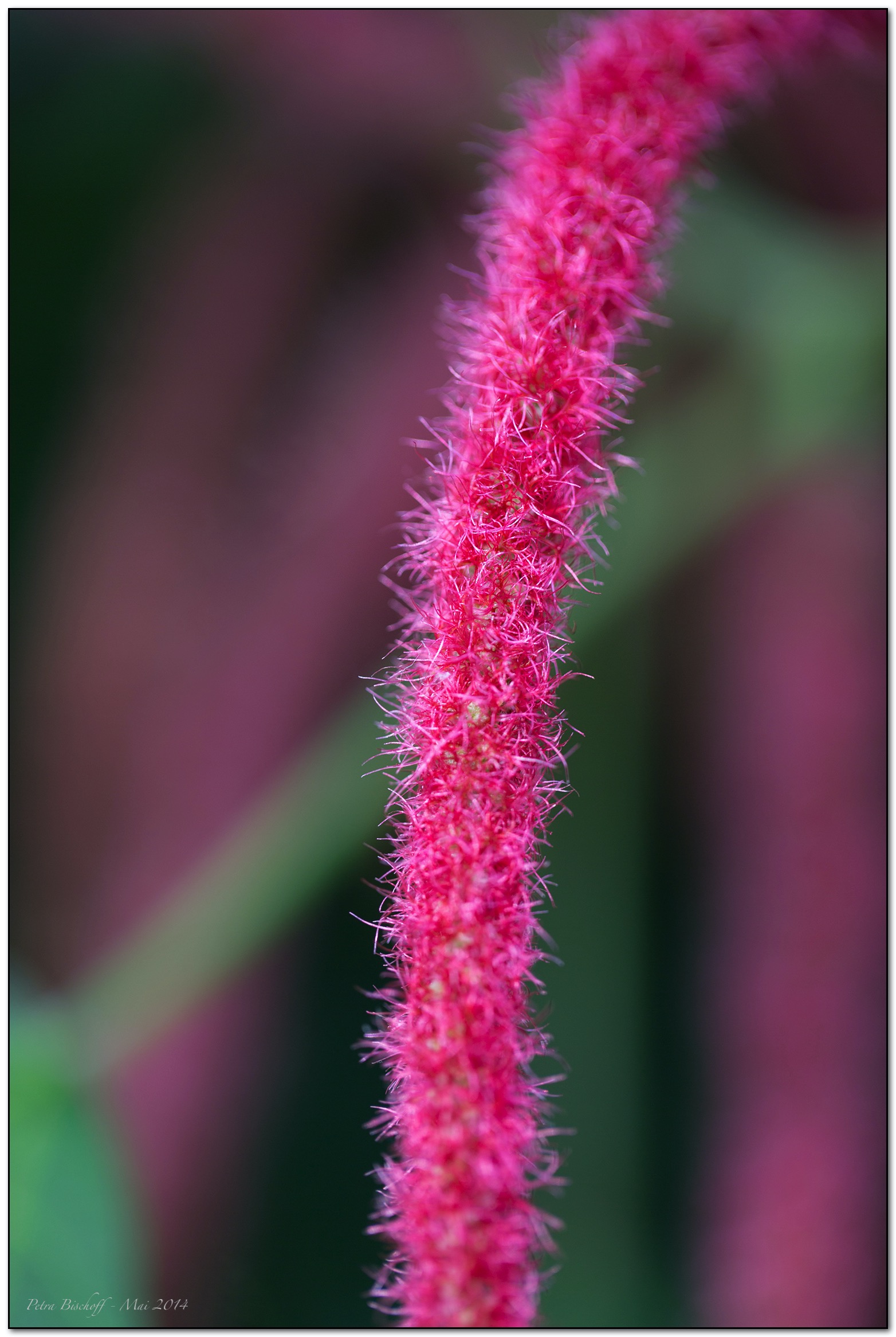 &copy; Petra Bischoff