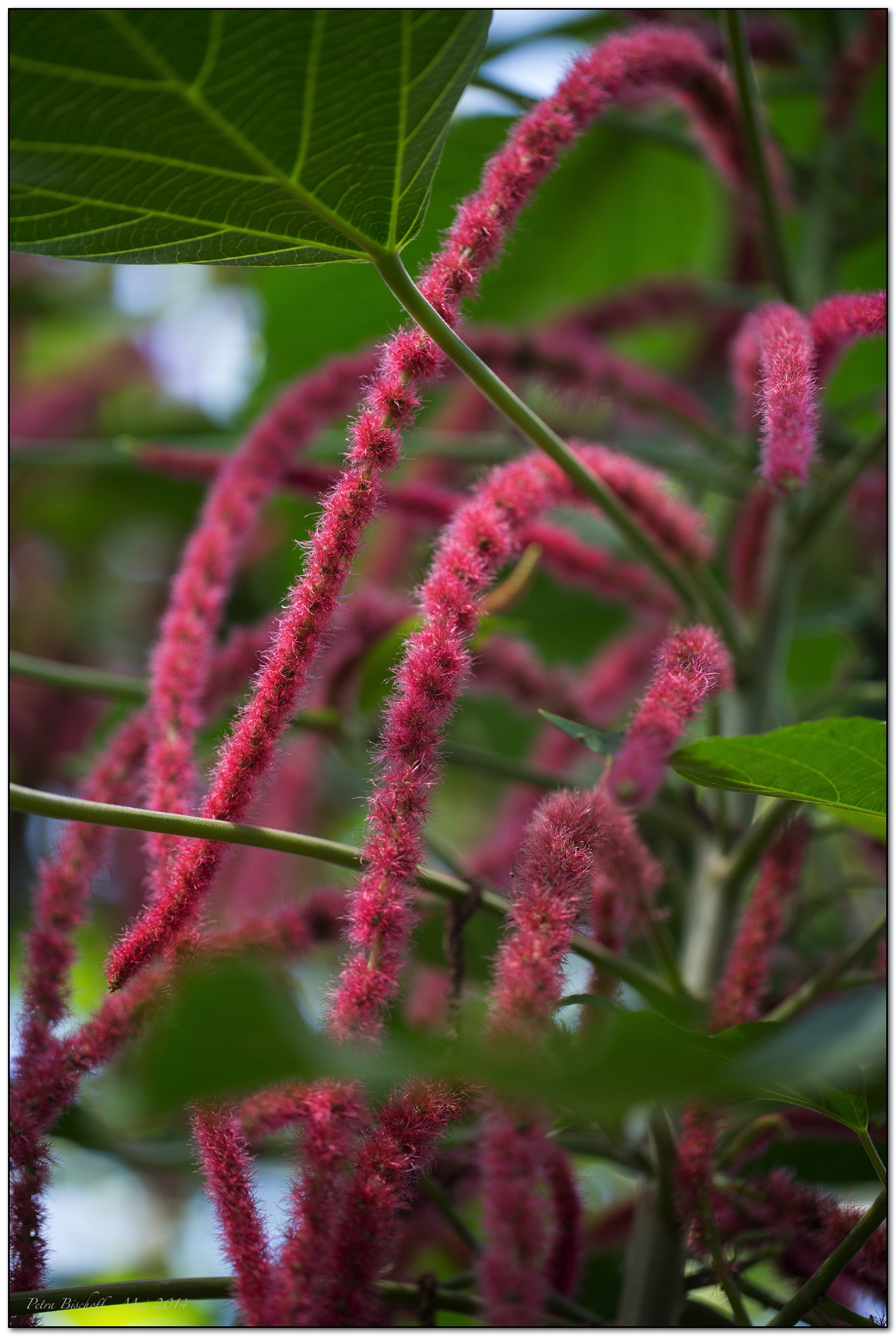 &copy; Petra Bischoff