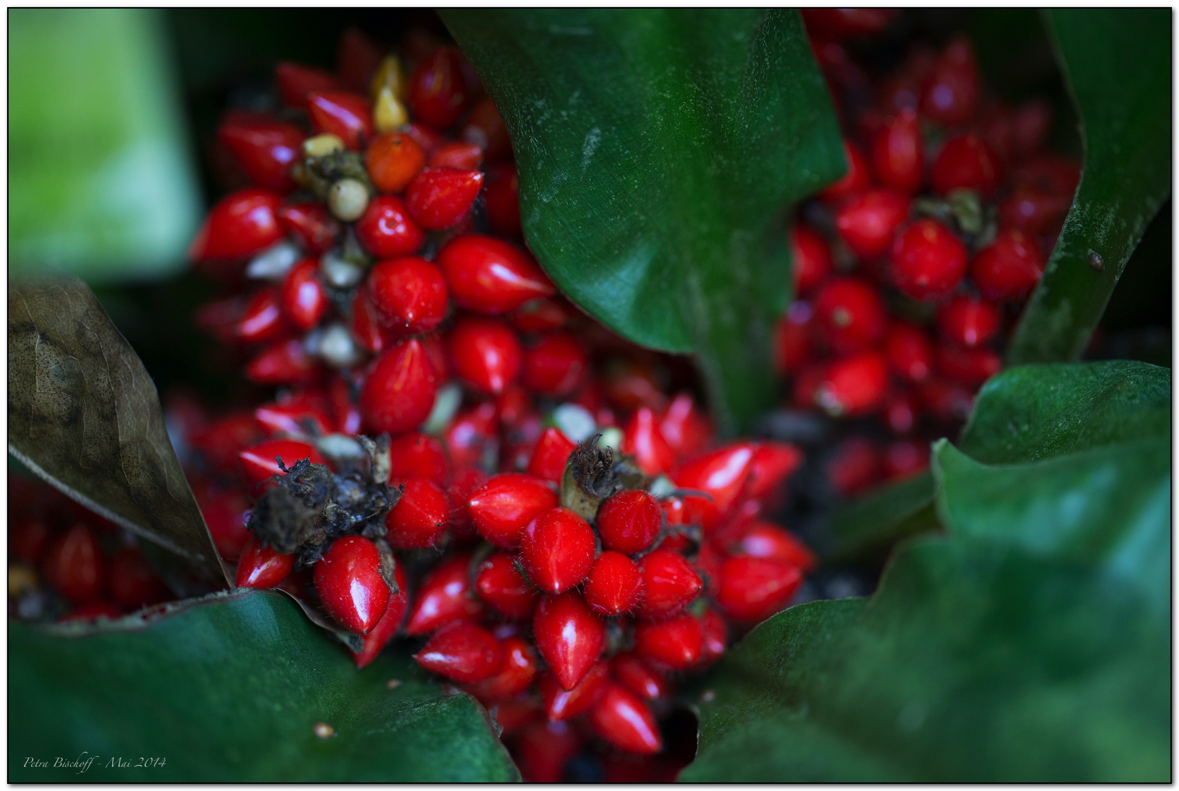 &copy; Petra Bischoff