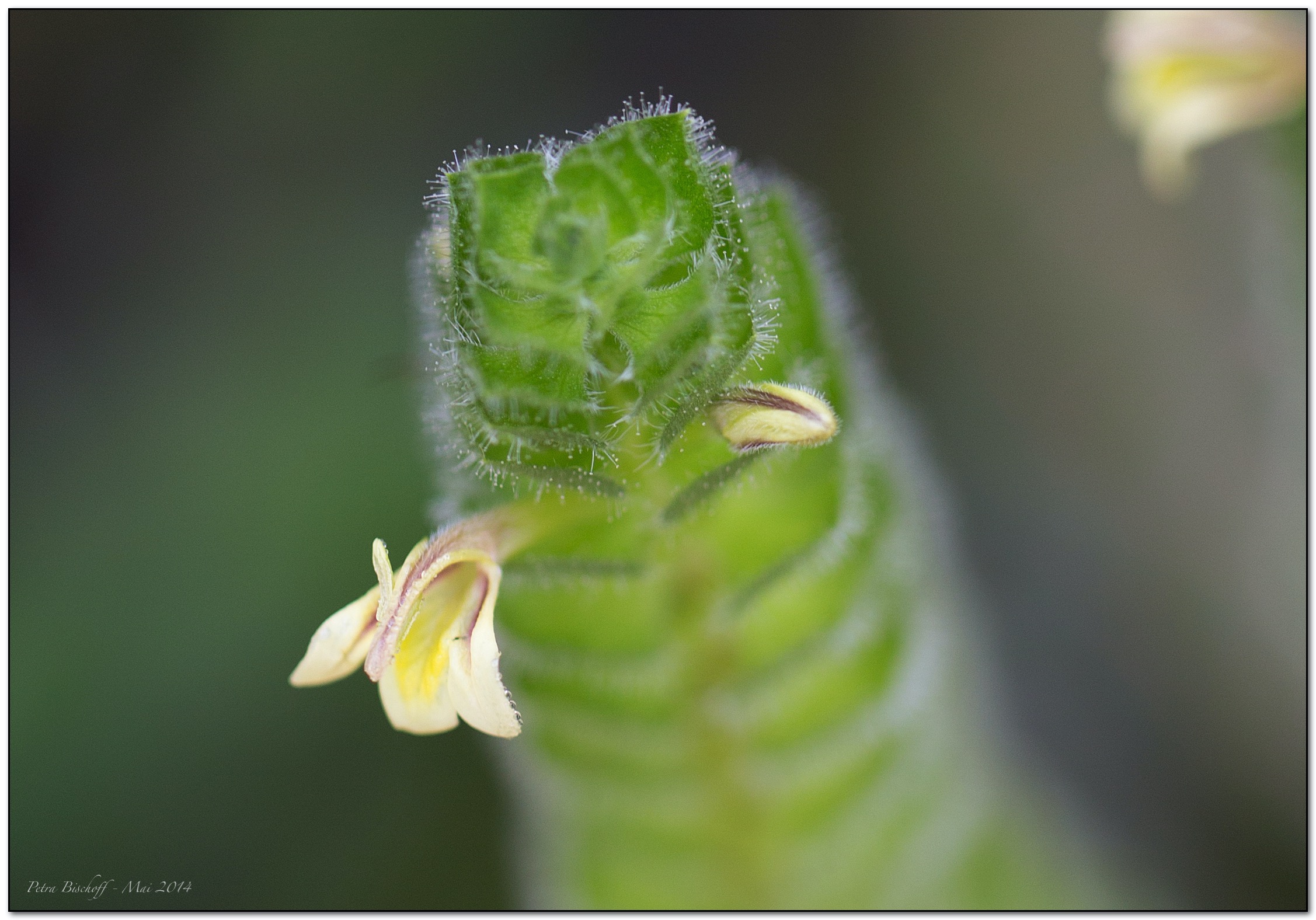 &copy; Petra Bischoff